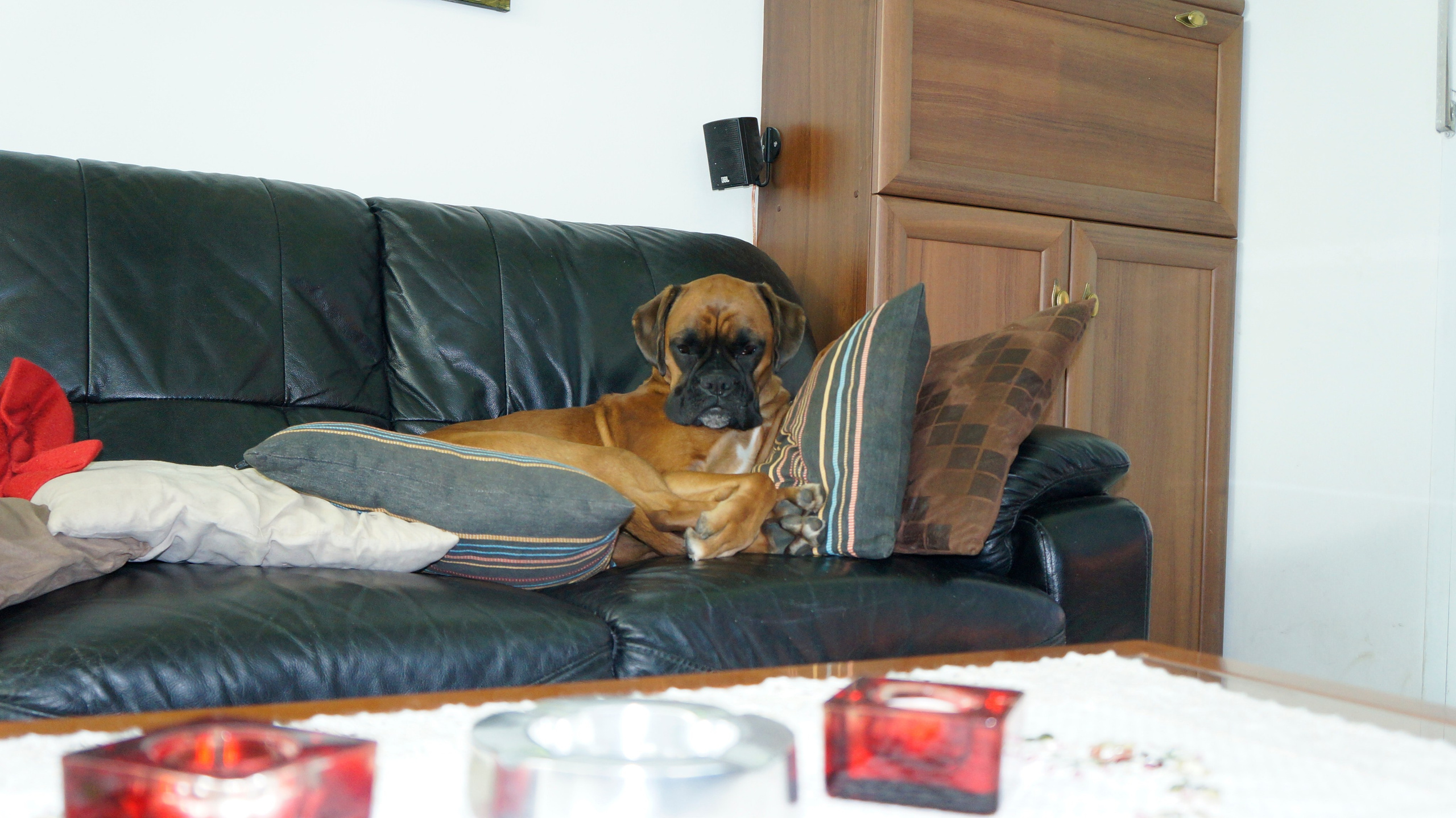 My ״Star״ Boxer Dog