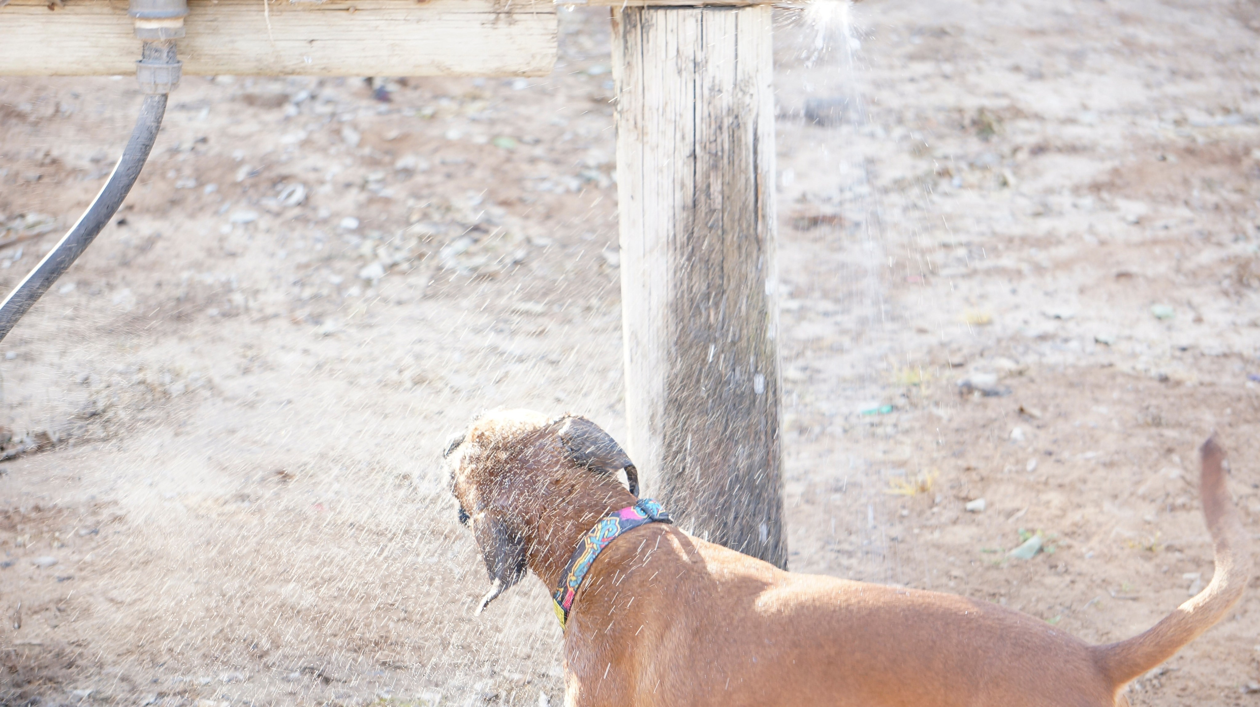 My ״Star״ Boxer Dog