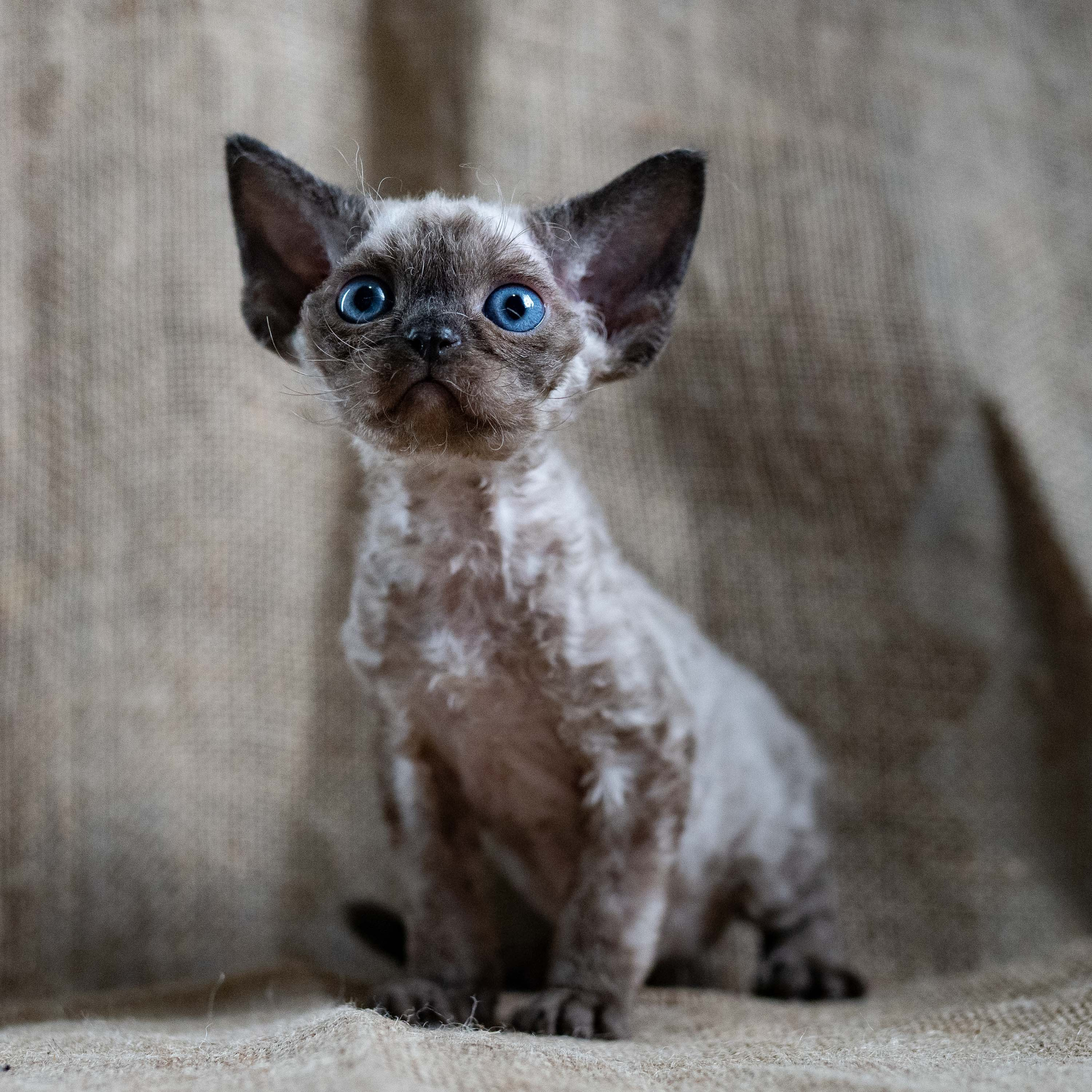Leo, boy, born 12.20.2025. Devon Rex Pixie Cattery