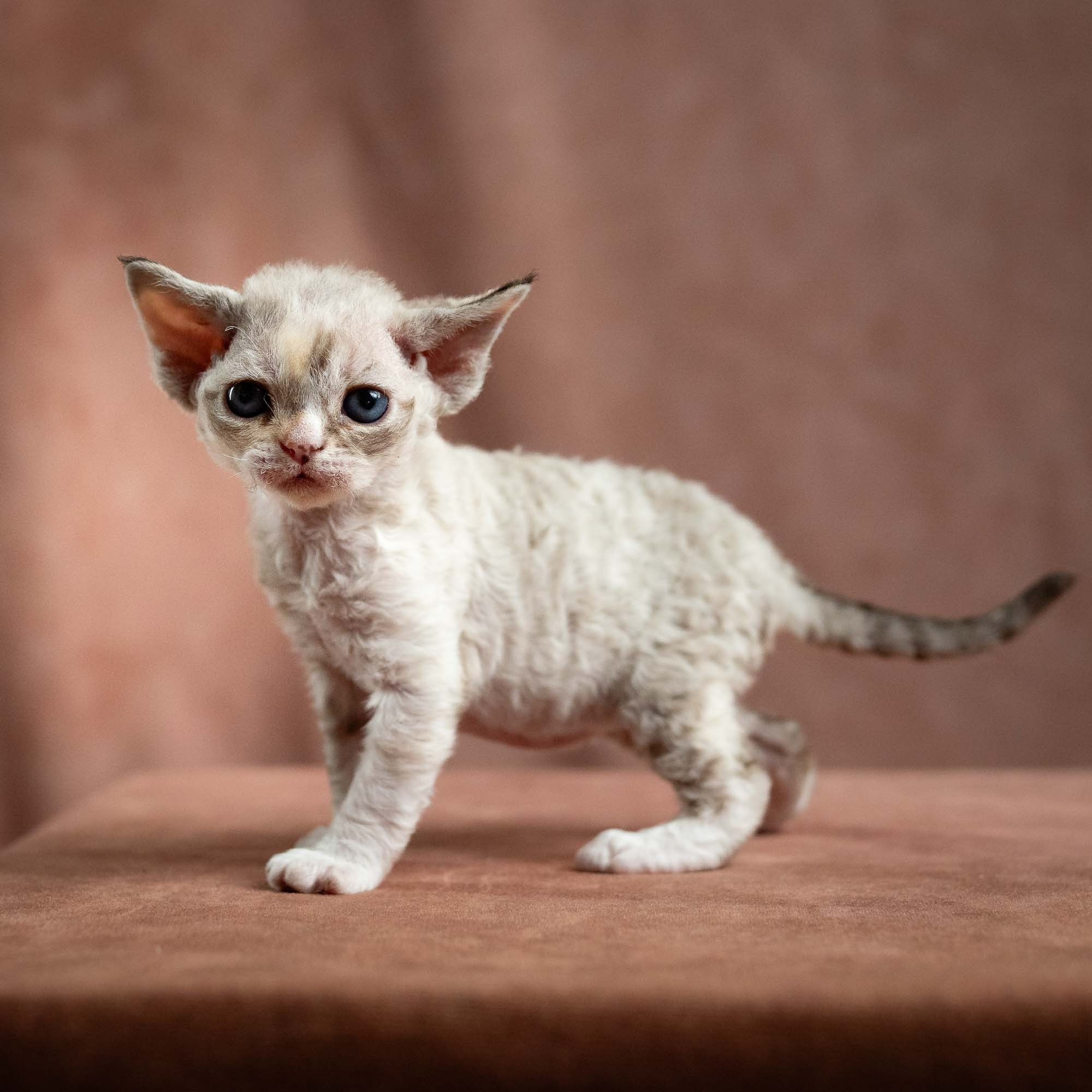 Nova, girl, born 01.17.26. Devon Rex Pixie Cattery