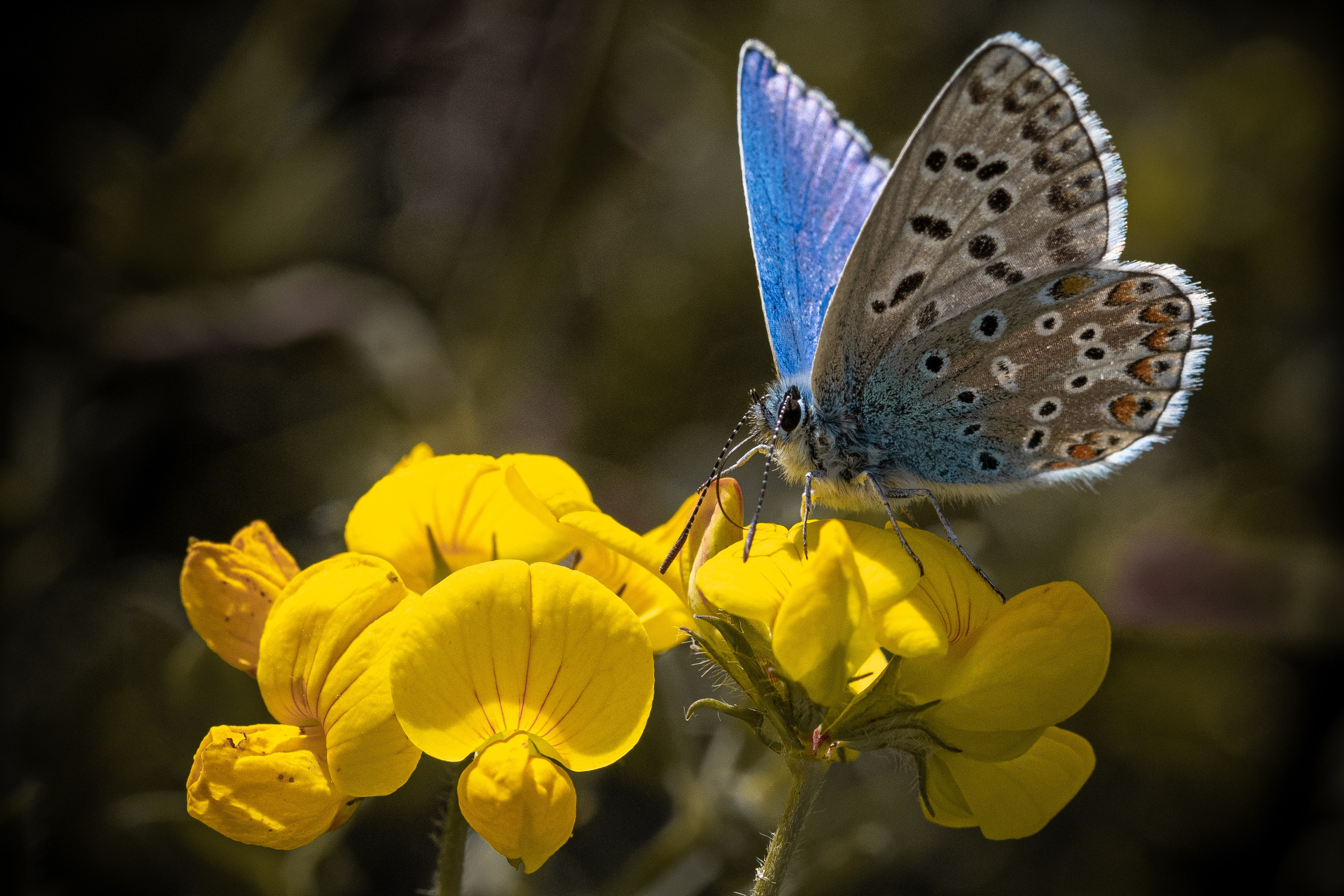 “Gianmaria Coscia fotografo per passione”