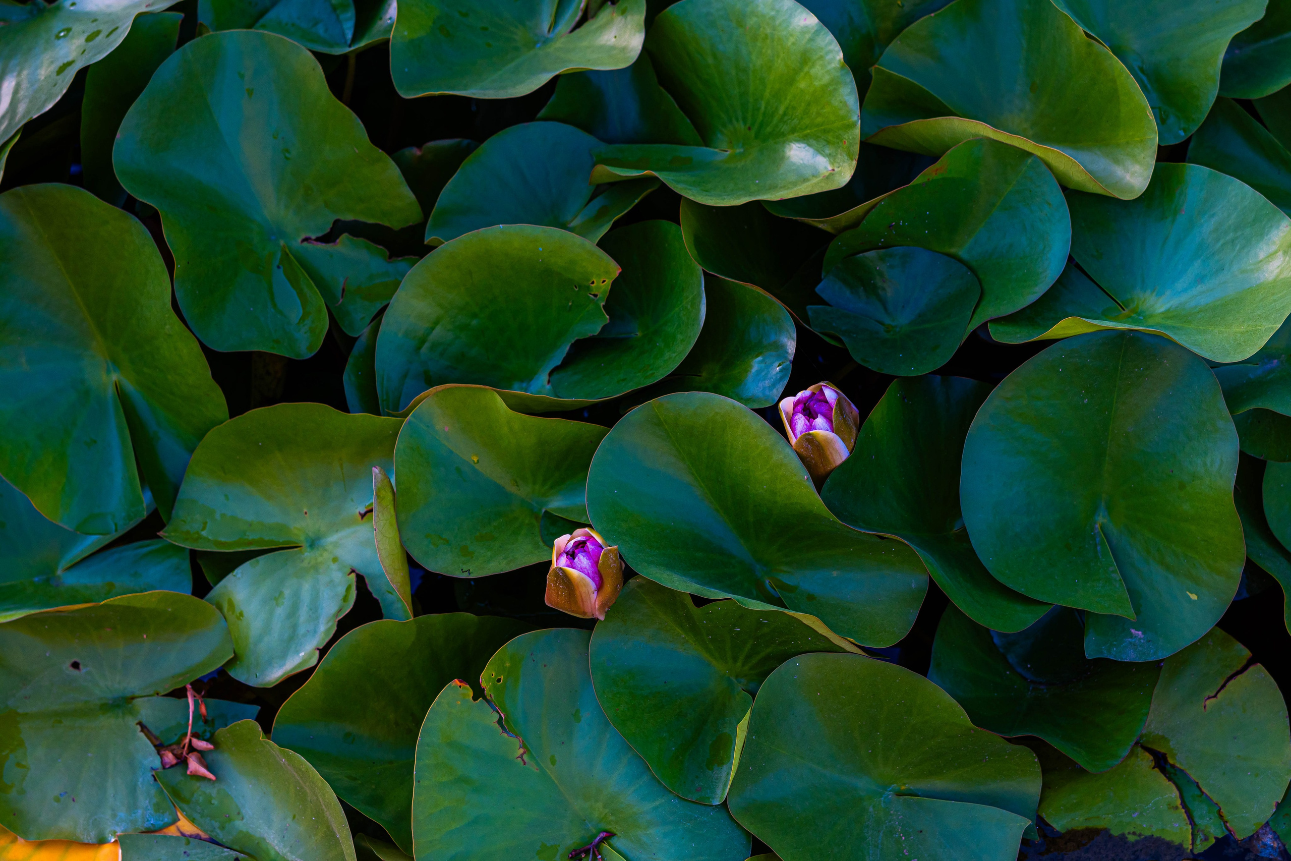 Bocetos. Alba del Norte Studio