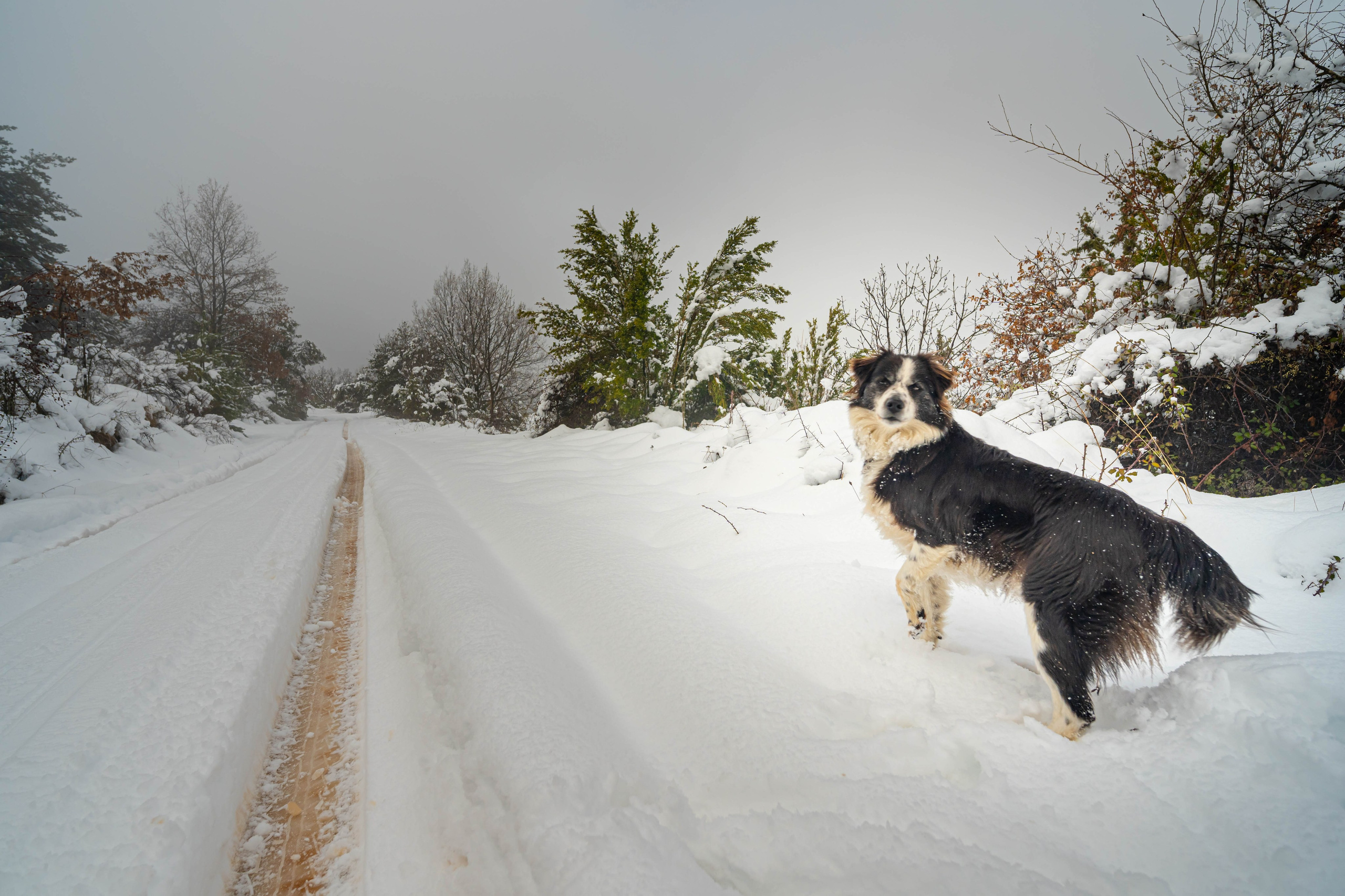 Pueblo abandonado de Montsor nevado. Alba del Norte Studio