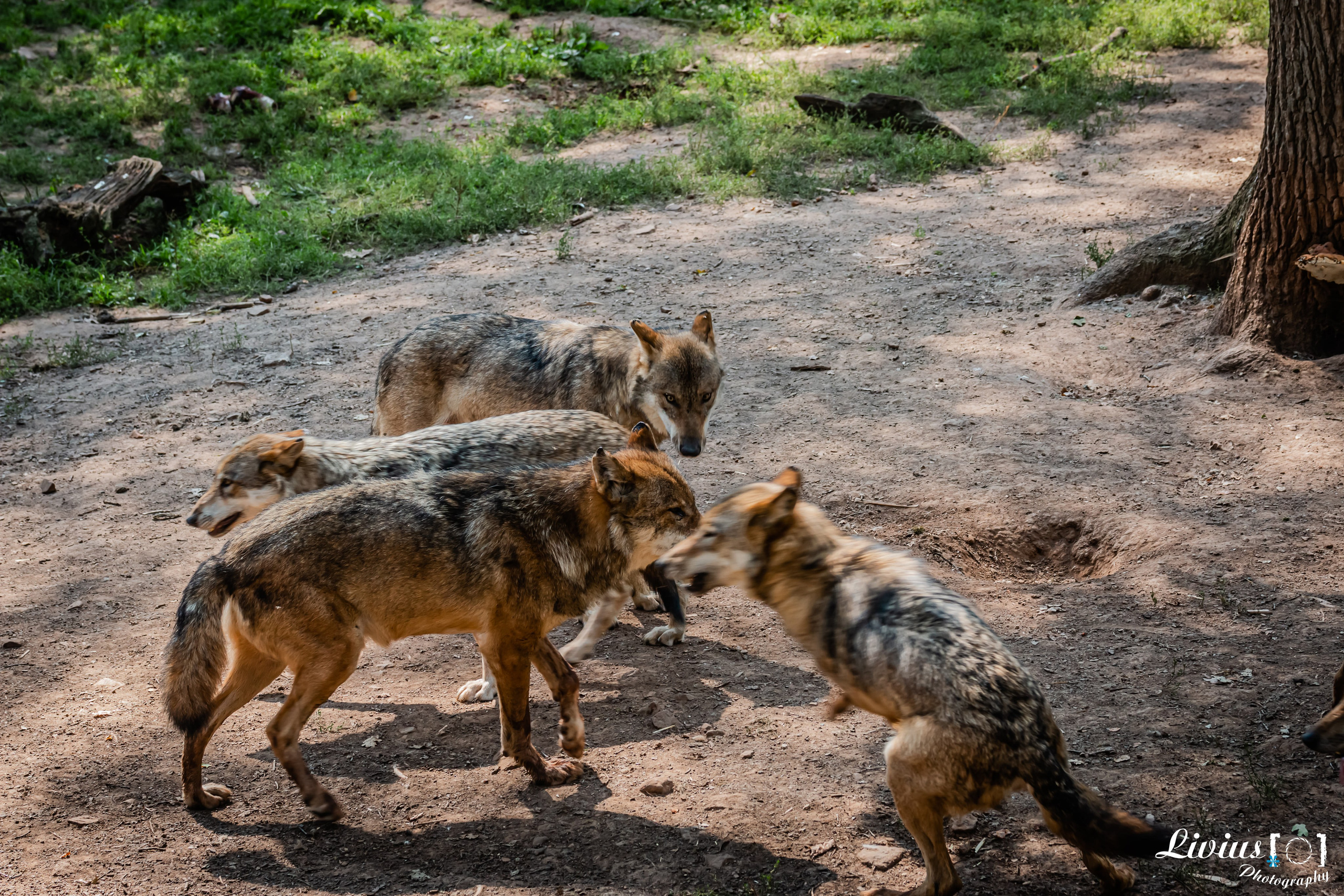 Wildpark Tambach. FOTO KREATIV