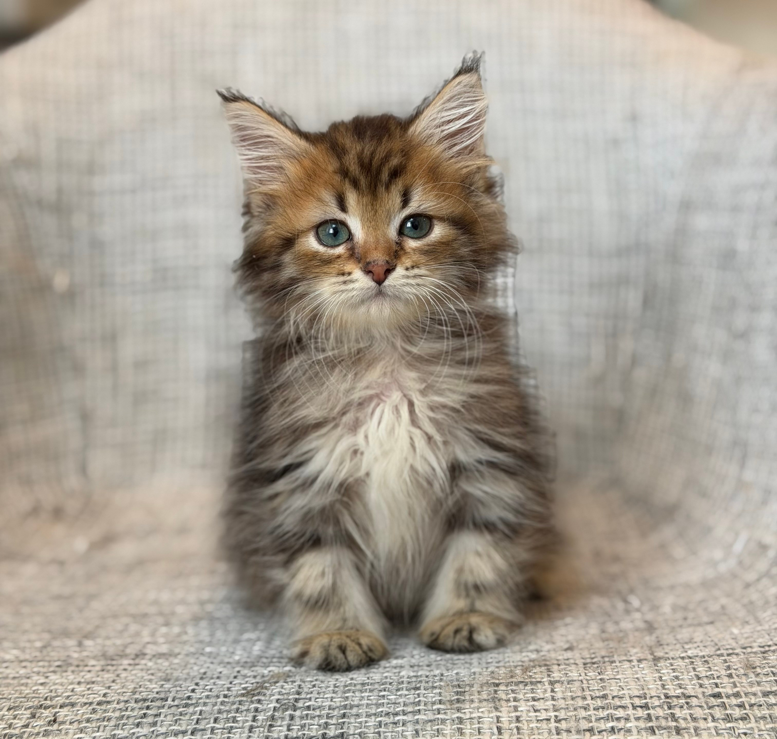 Faith Brown Tabby Female