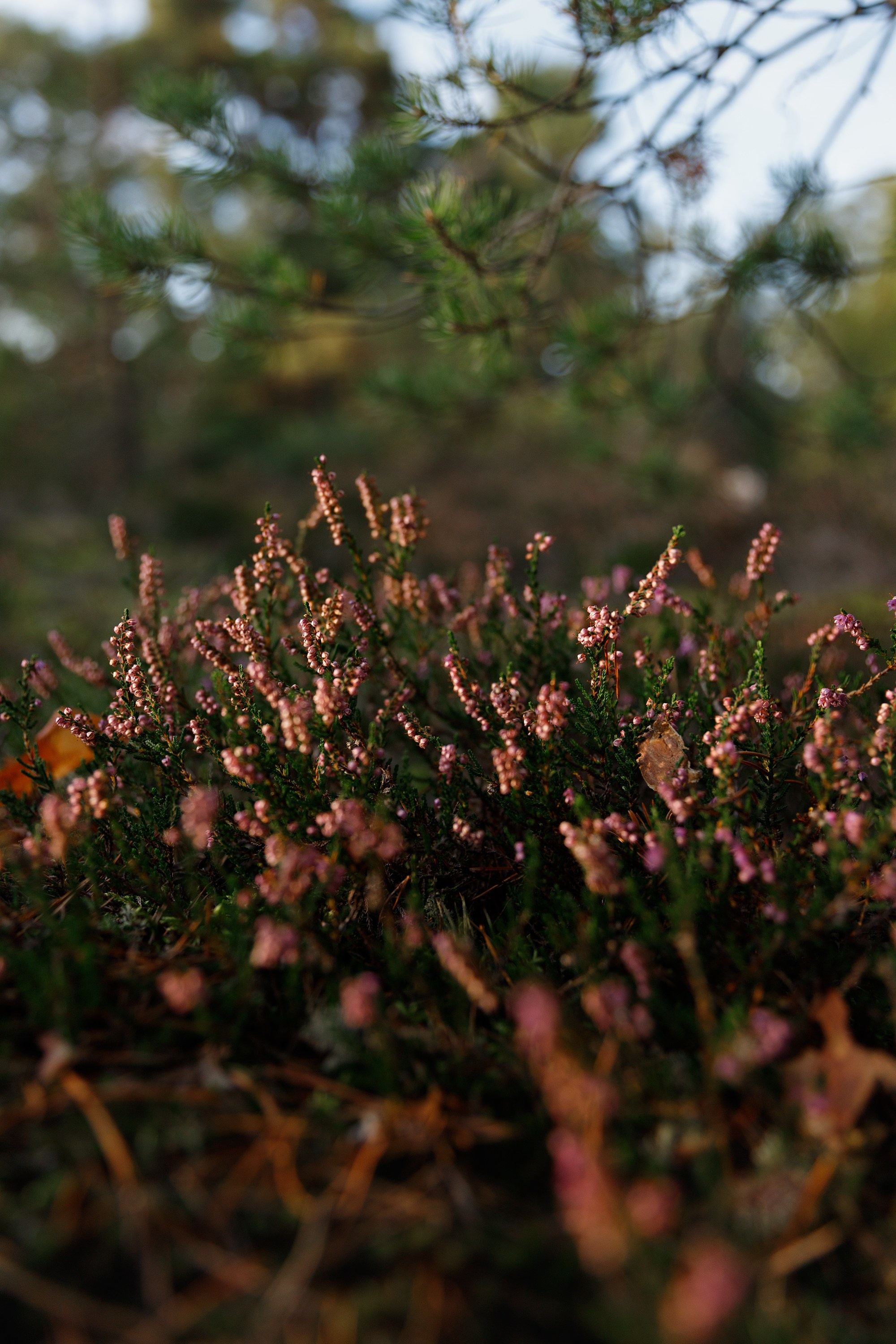 Turku. Kaja | fotograf psów we Wrocławiu