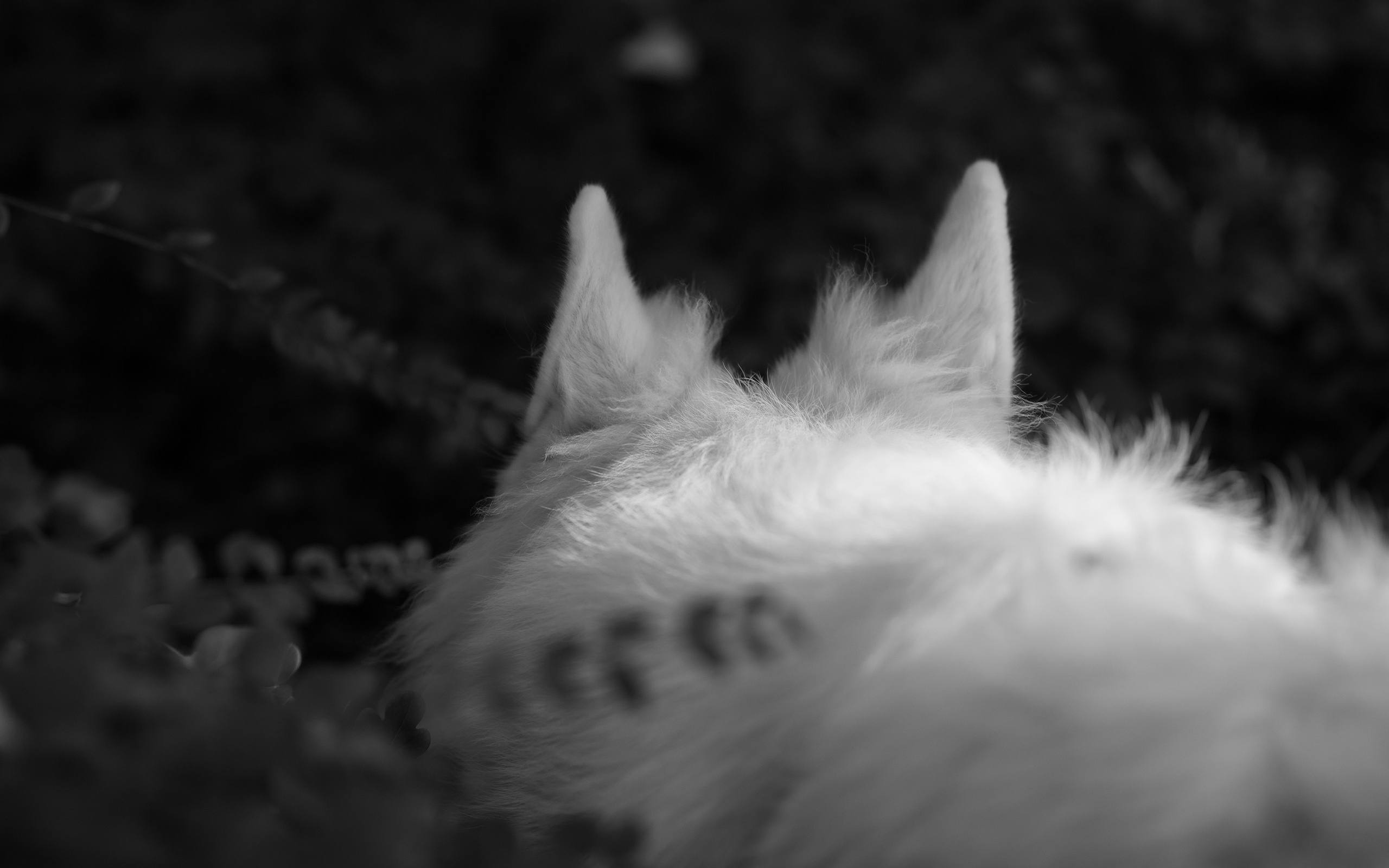 Astra in Leipzig. Kaja | fotograf we Wrocławiu | ludzie i psy