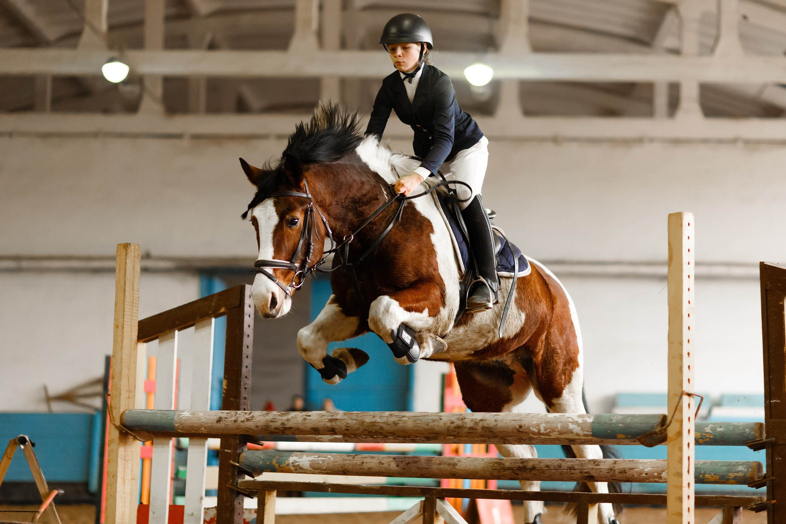 Winter show jumping in «Progress». Kaja | fotograf we Wrocławiu | ludzie i psy