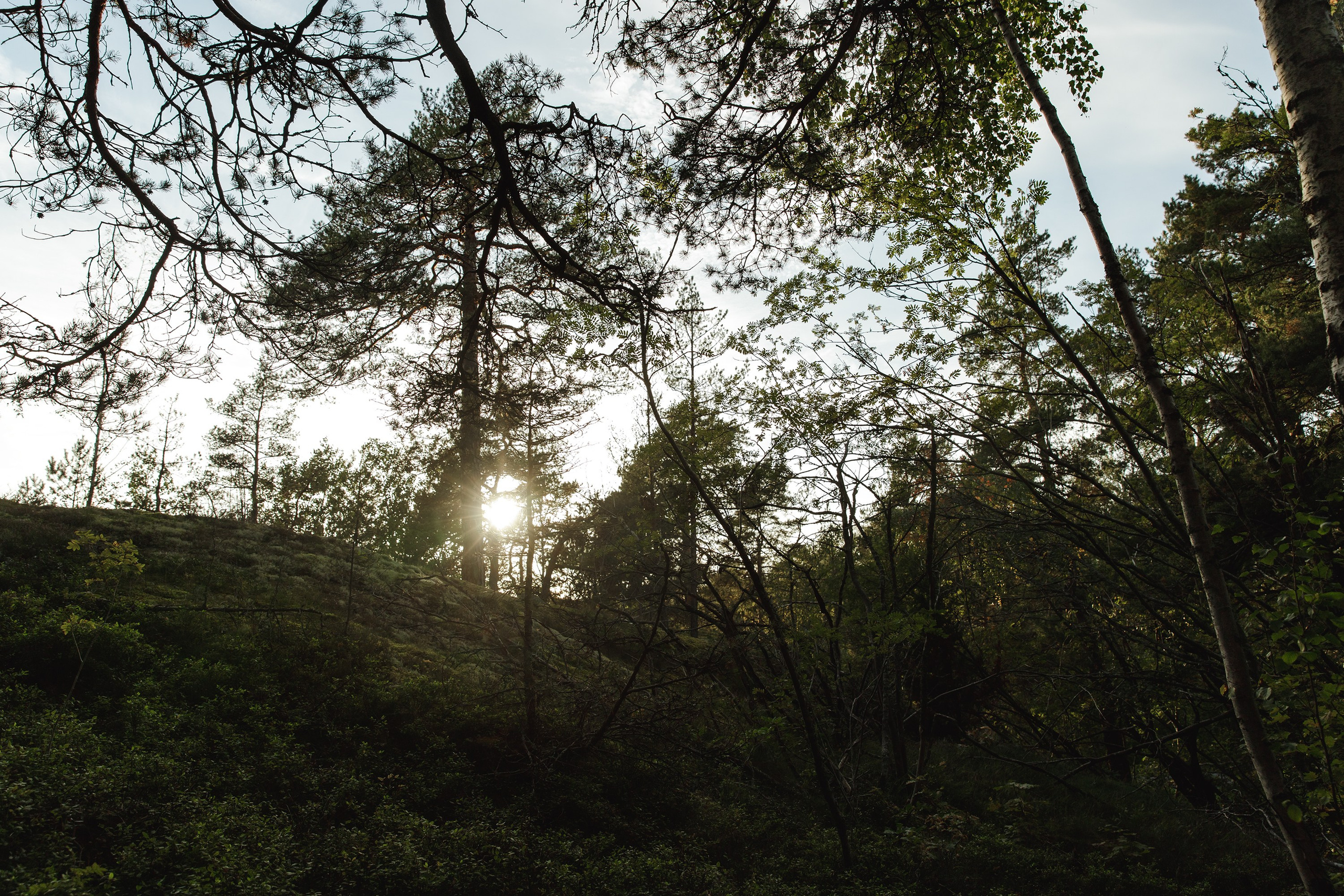 Turku. Kaja | fotograf psów we Wrocławiu