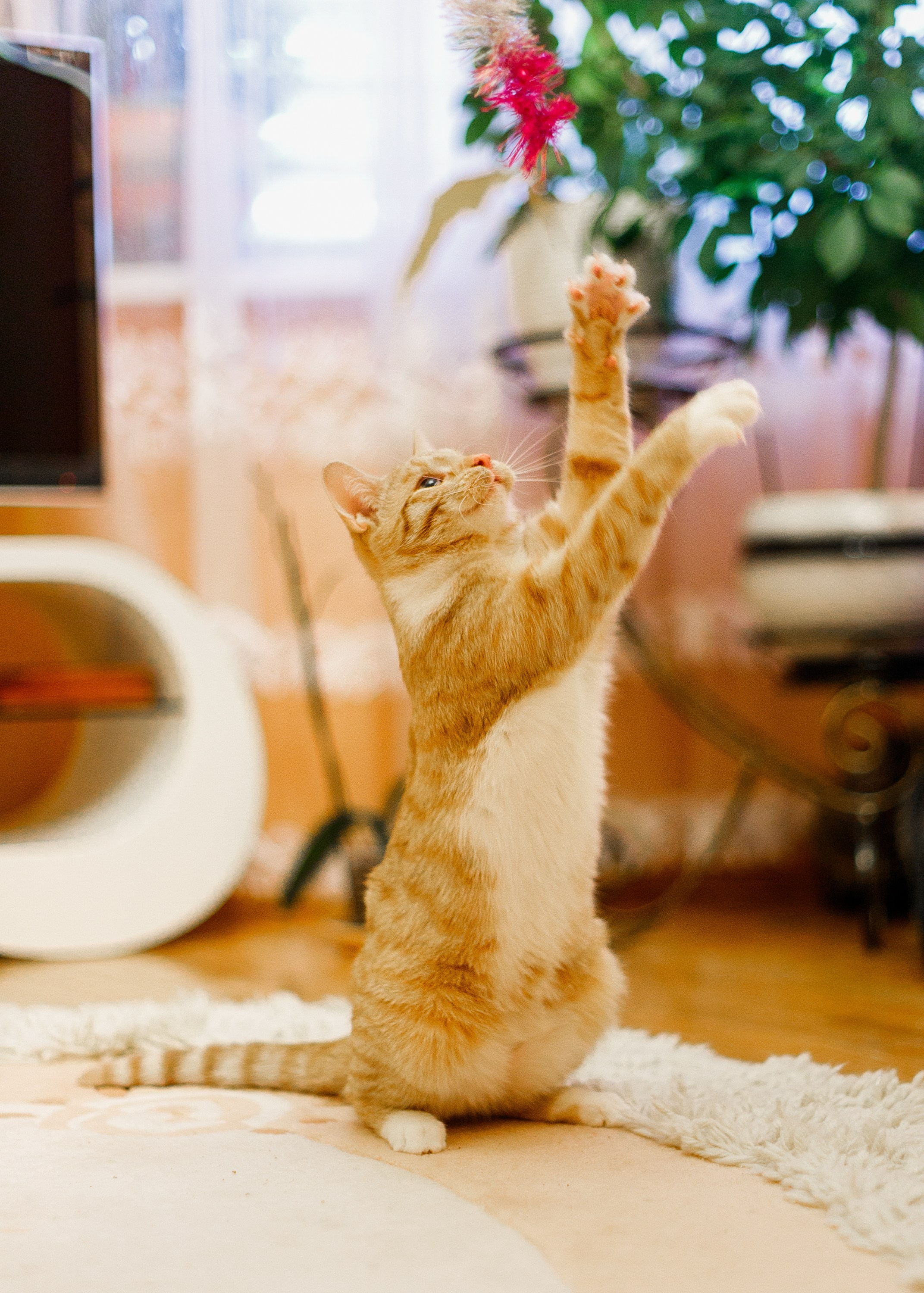 Cats for adoption. Kaja | fotograf we Wrocławiu | ludzie i psy