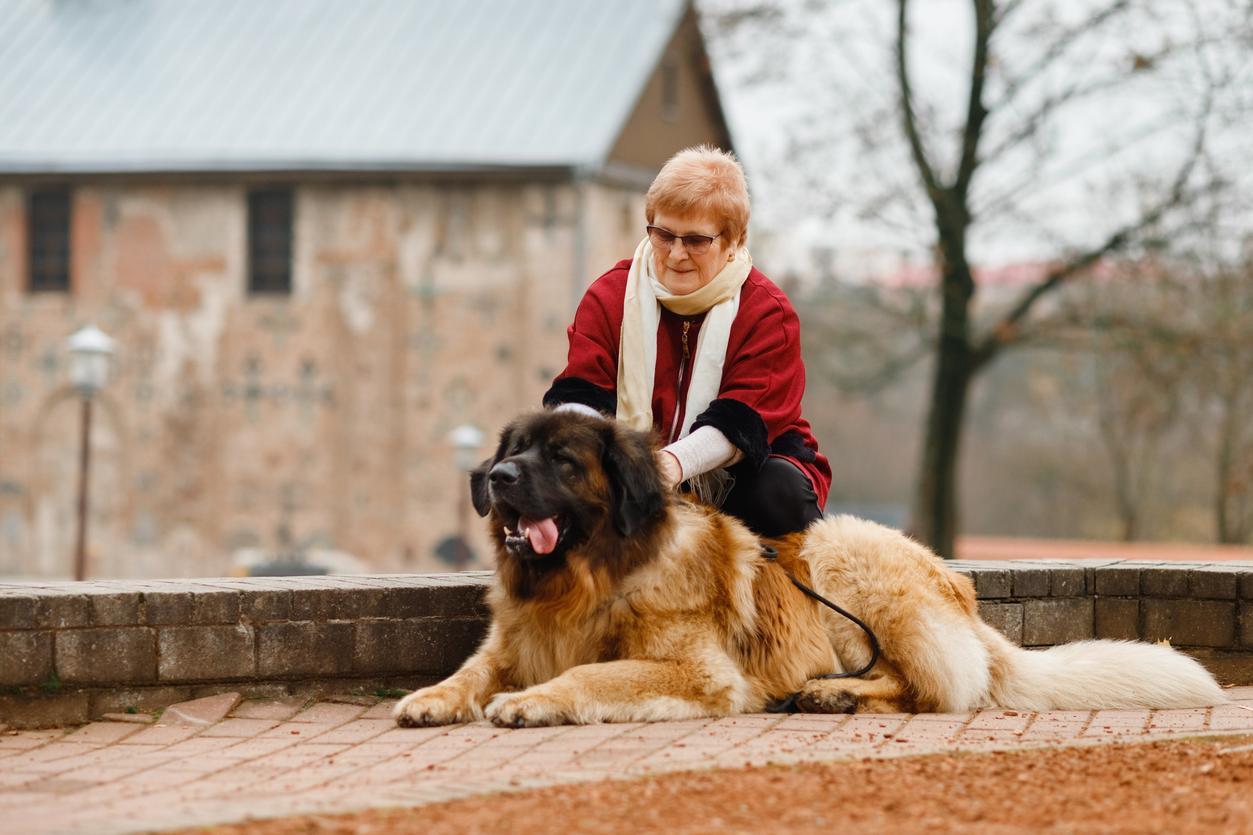 Leonbergers. Kaja | fotograf we Wrocławiu | ludzie i psy