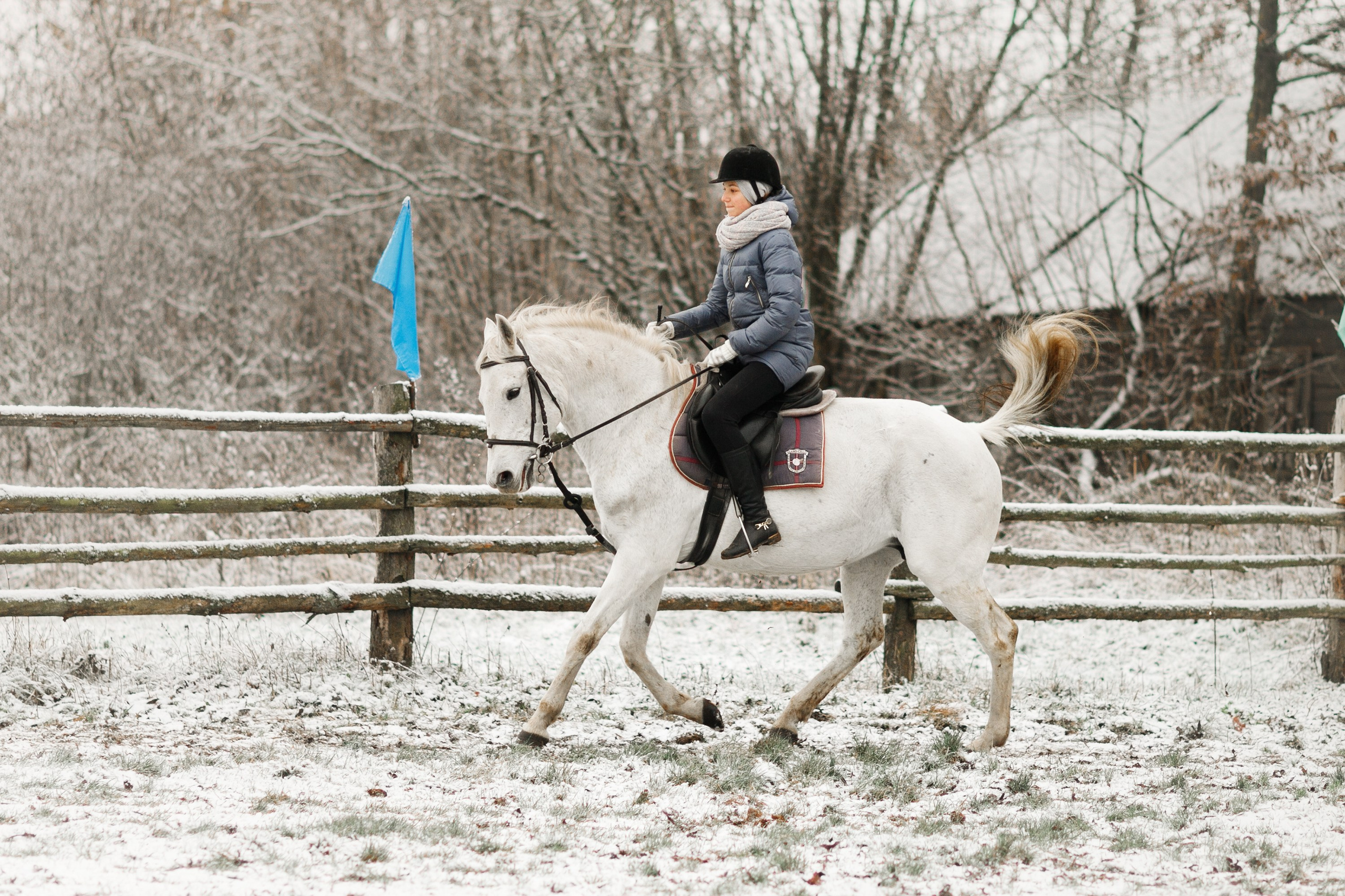 Winter stable. Kaja | fotograf psów we Wrocławiu
