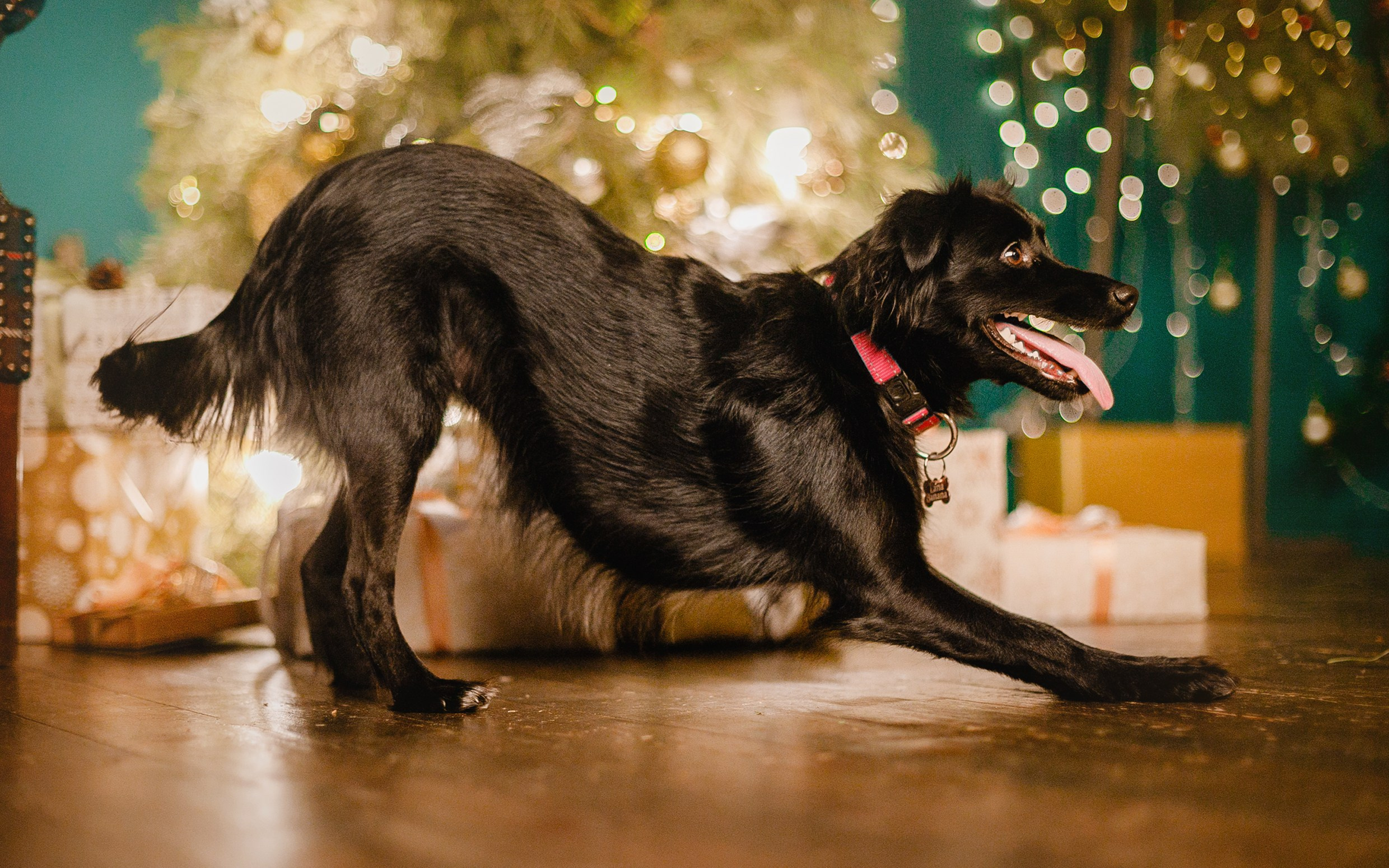 Lana, Edgar and Mucha | new year studio. Kaja | fotograf psów we Wrocławiu