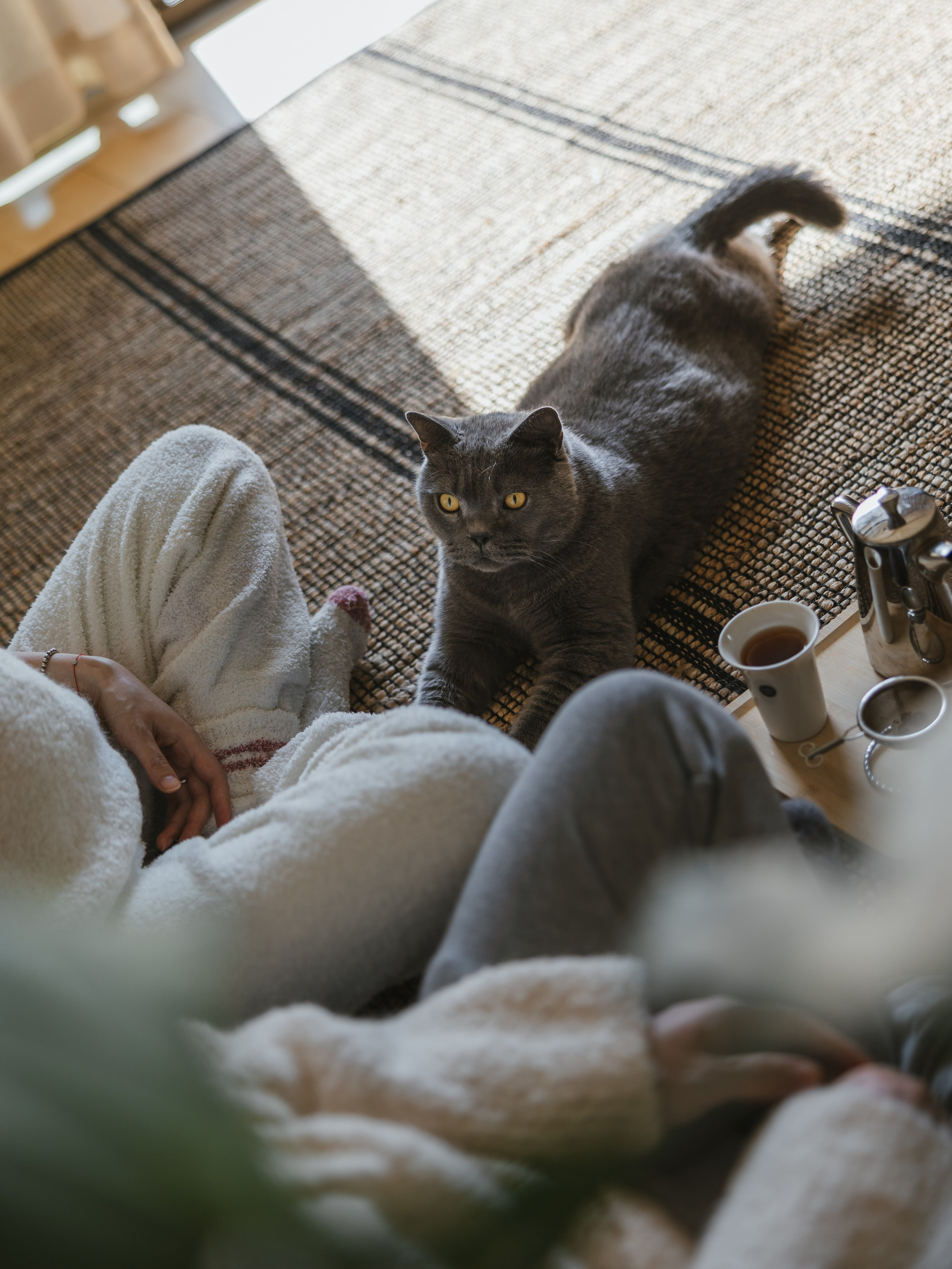 Photos of pets. Shanghai Family Photographer Dora