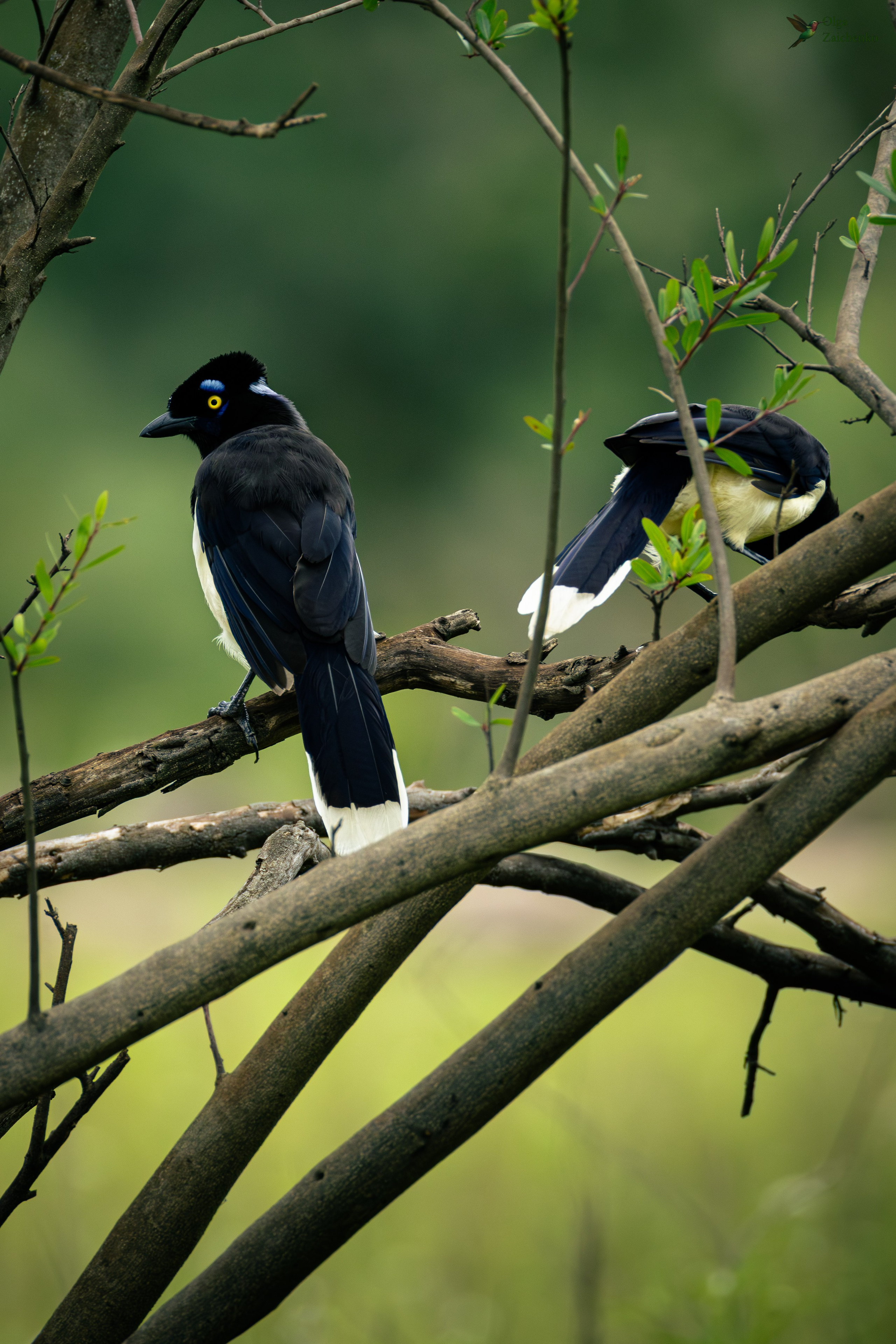 Плюшевоголовая разноцветная сойка