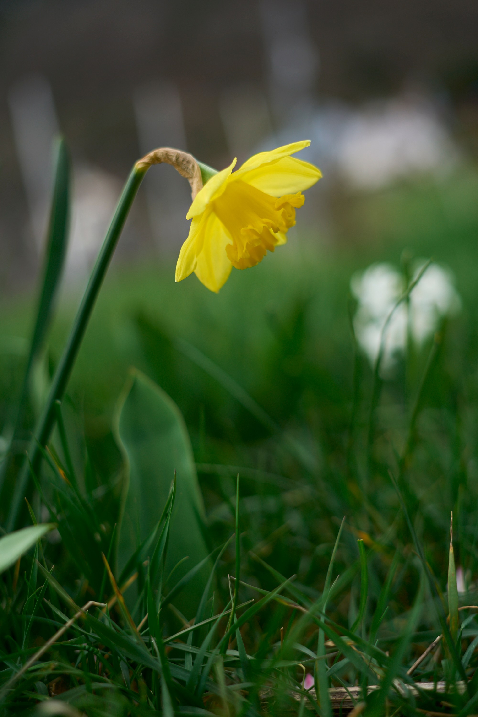 Mandelblütenfest (Gimmeldingen) 2024. Aleksandr Steinbrenner | Streetfotografie