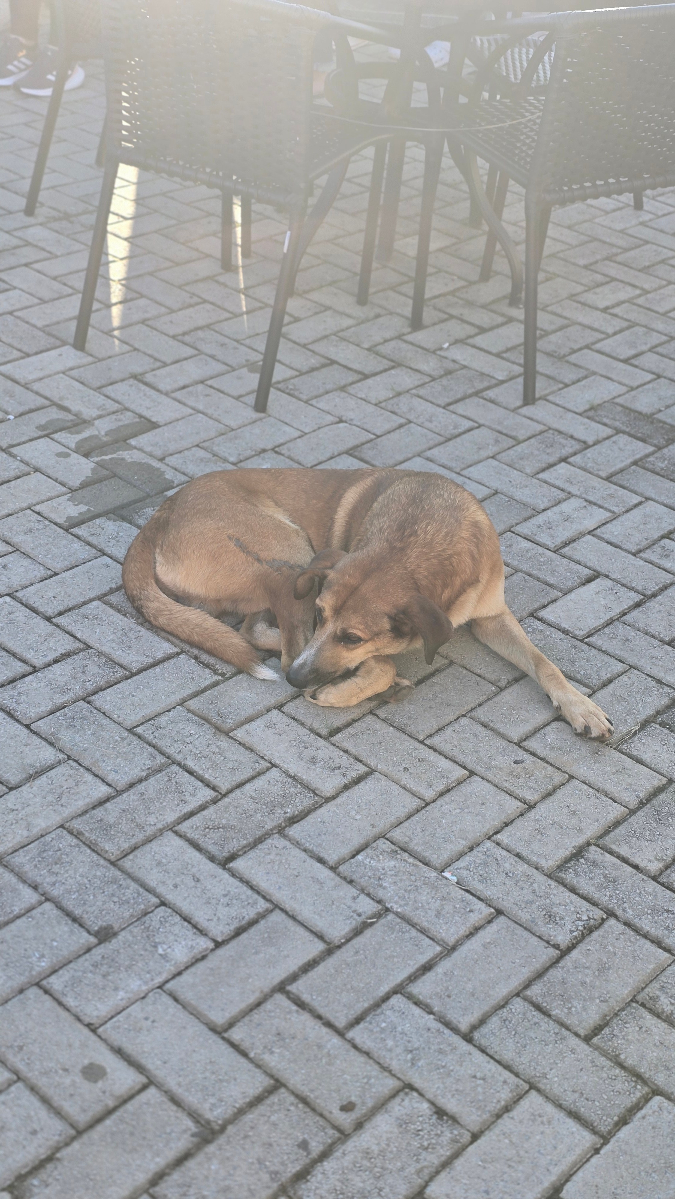 Peregrinação Nossa Senhora de Belém. Handa Produções