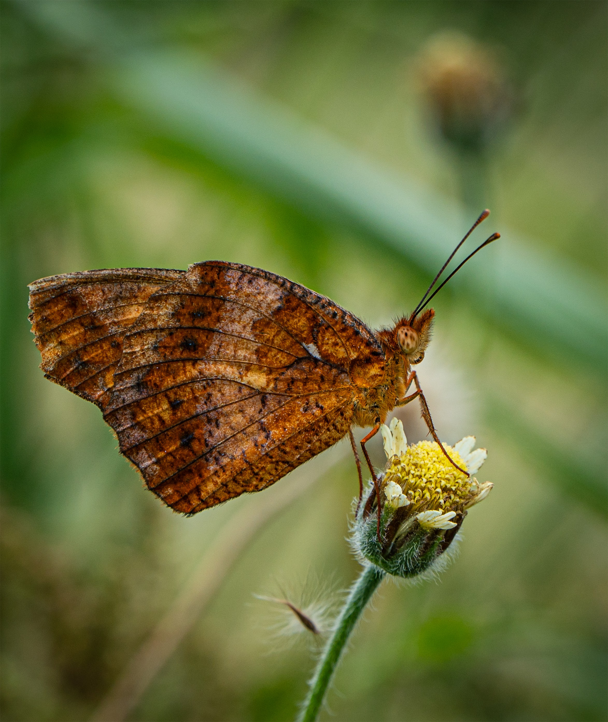 Fine Art. FabianoPhotography