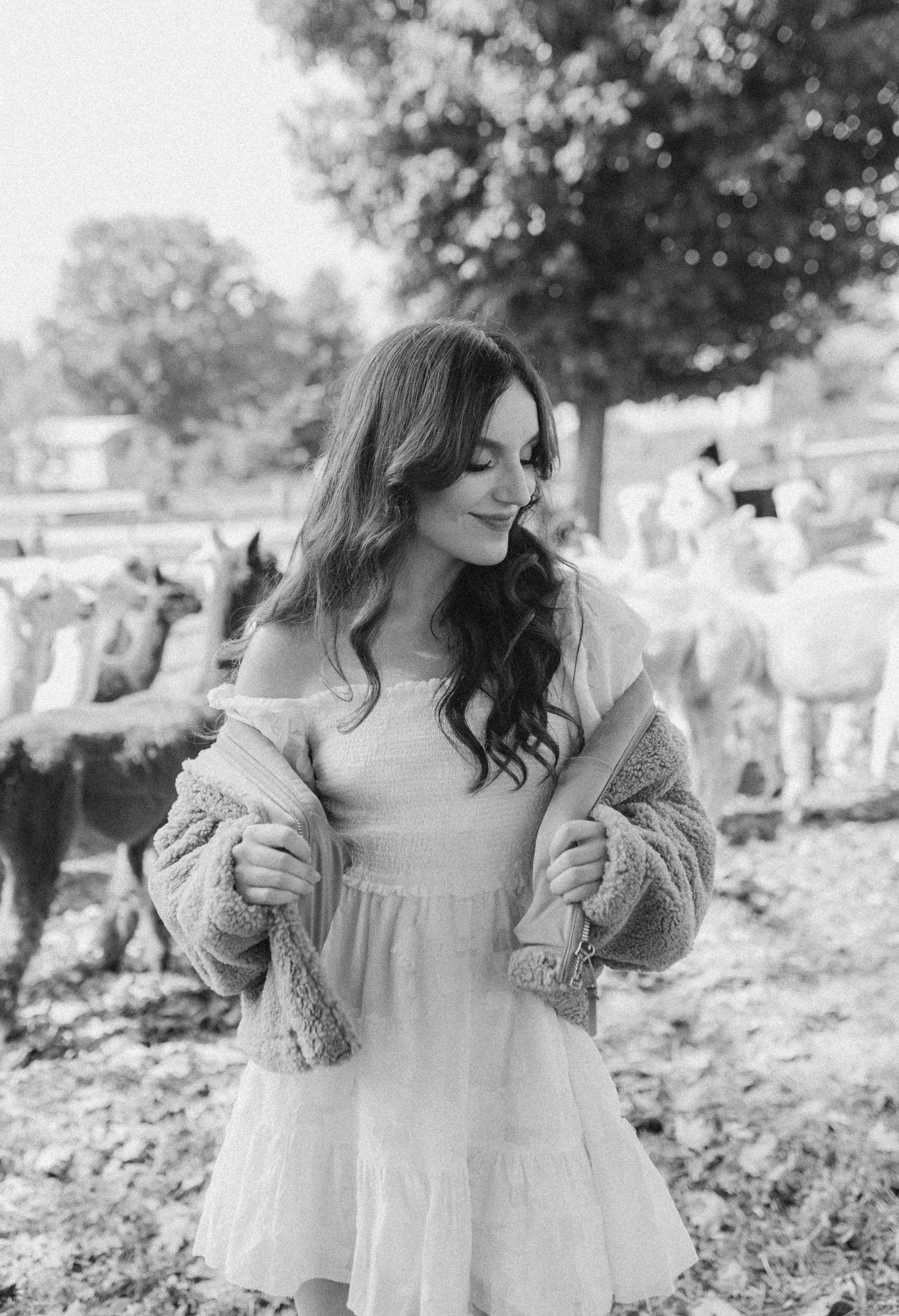 Alpacas Farm. Chernenko.photography