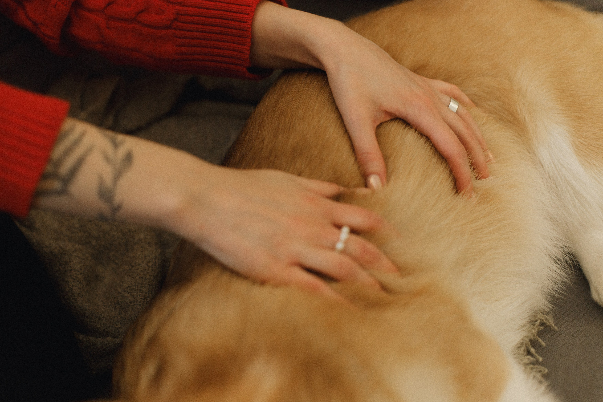 Dasha & Daisy. Kaja | fotograf psów we Wrocławiu