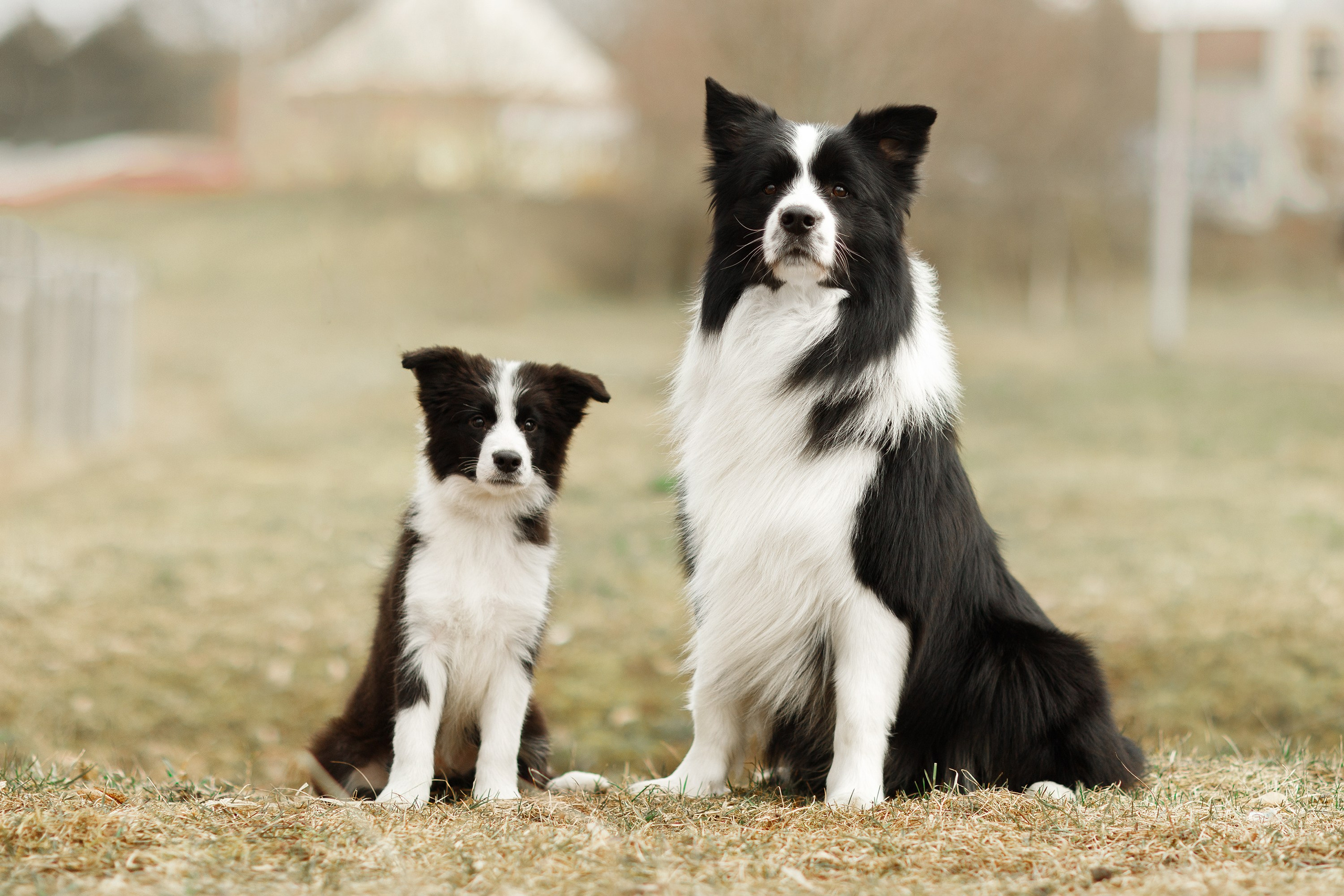 Dog shows | the best ones. Kaja | fotograf psów we Wrocławiu