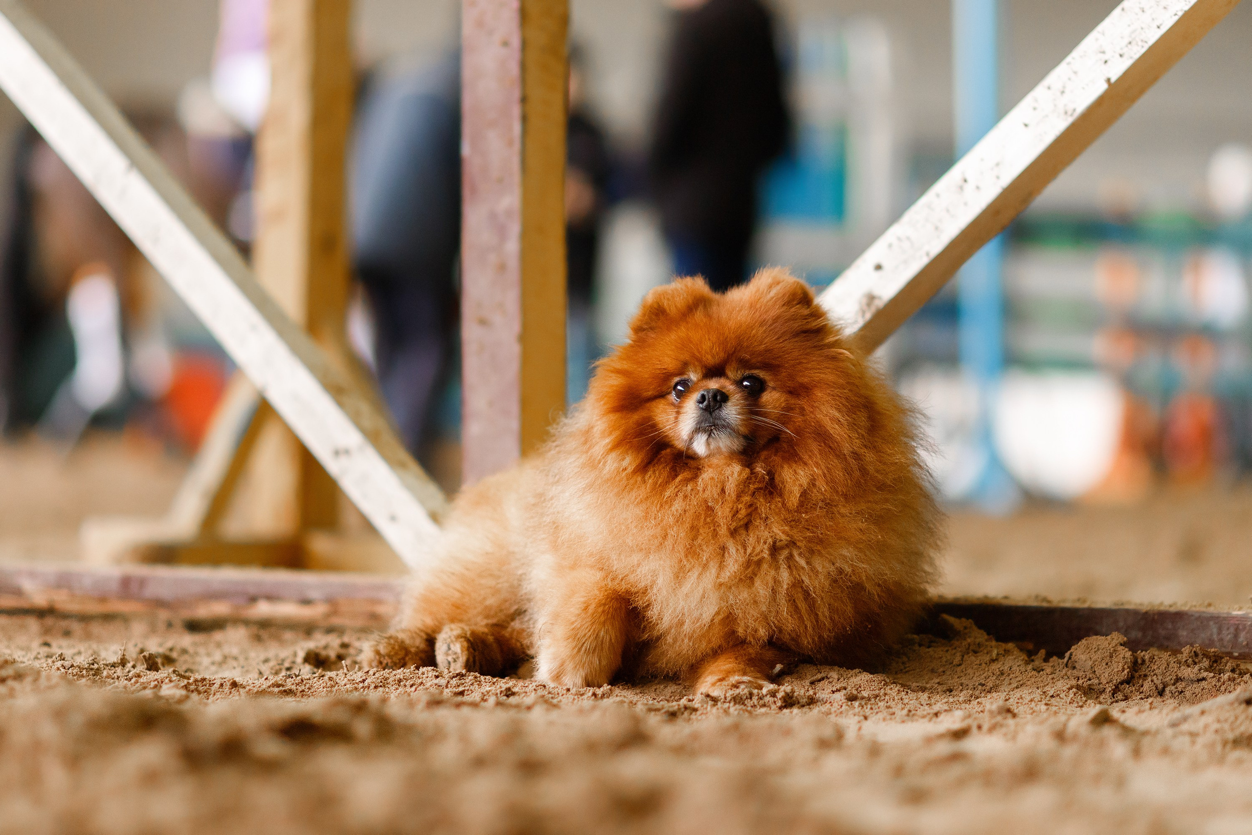 Winter show jumping in «Progress». Kaja | fotograf we Wrocławiu | ludzie i psy