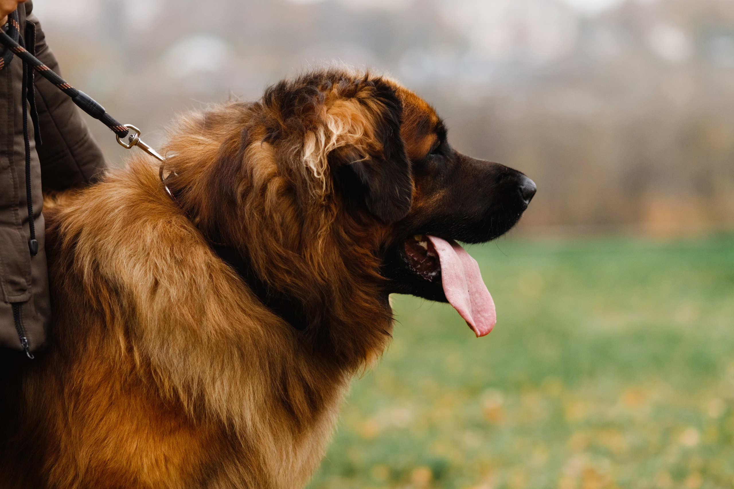 Leonbergers. Kaja | fotograf we Wrocławiu | ludzie i psy