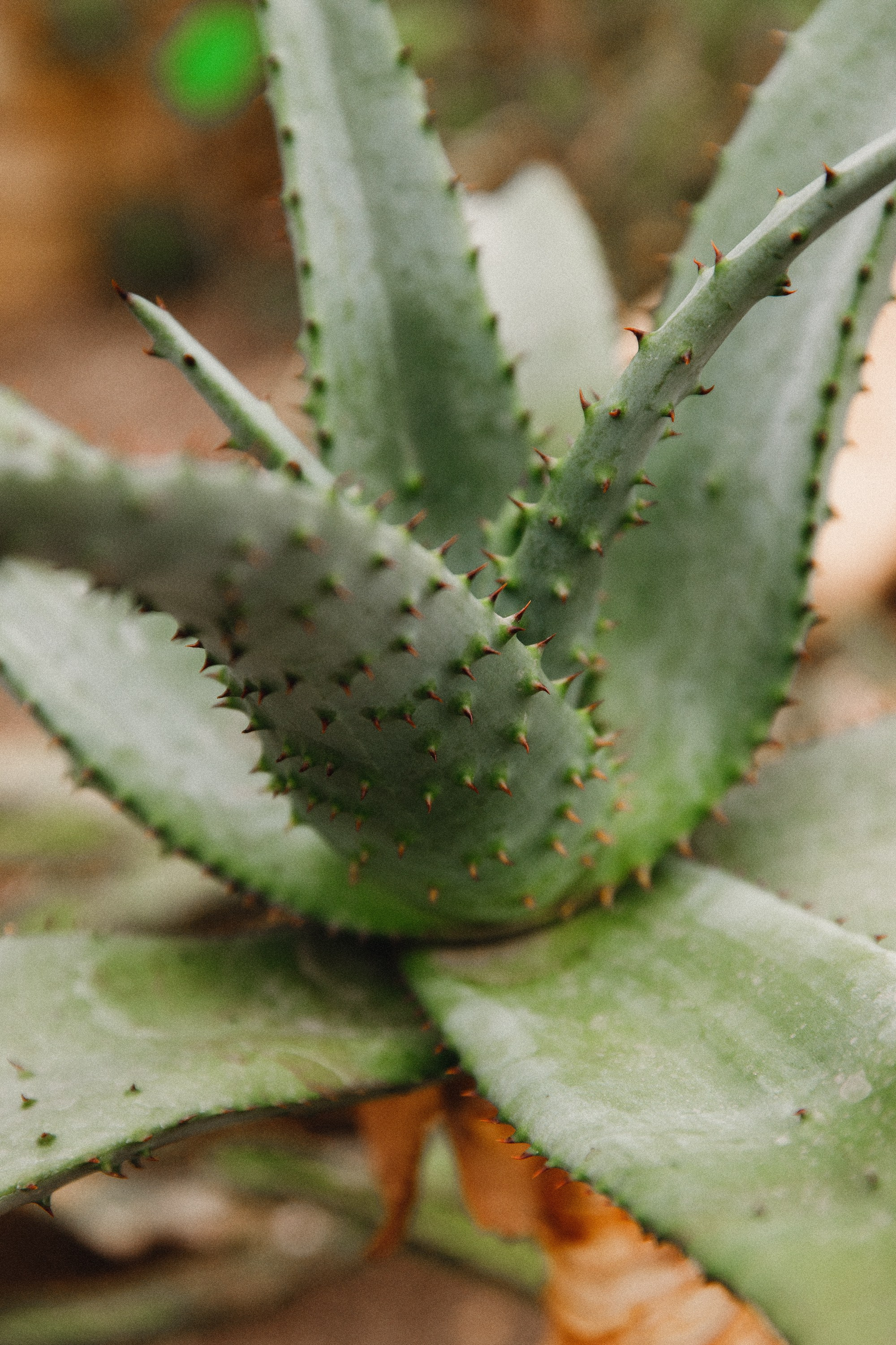 Botanical garden in Wroclaw. Kaja | fotograf we Wrocławiu | ludzie i psy