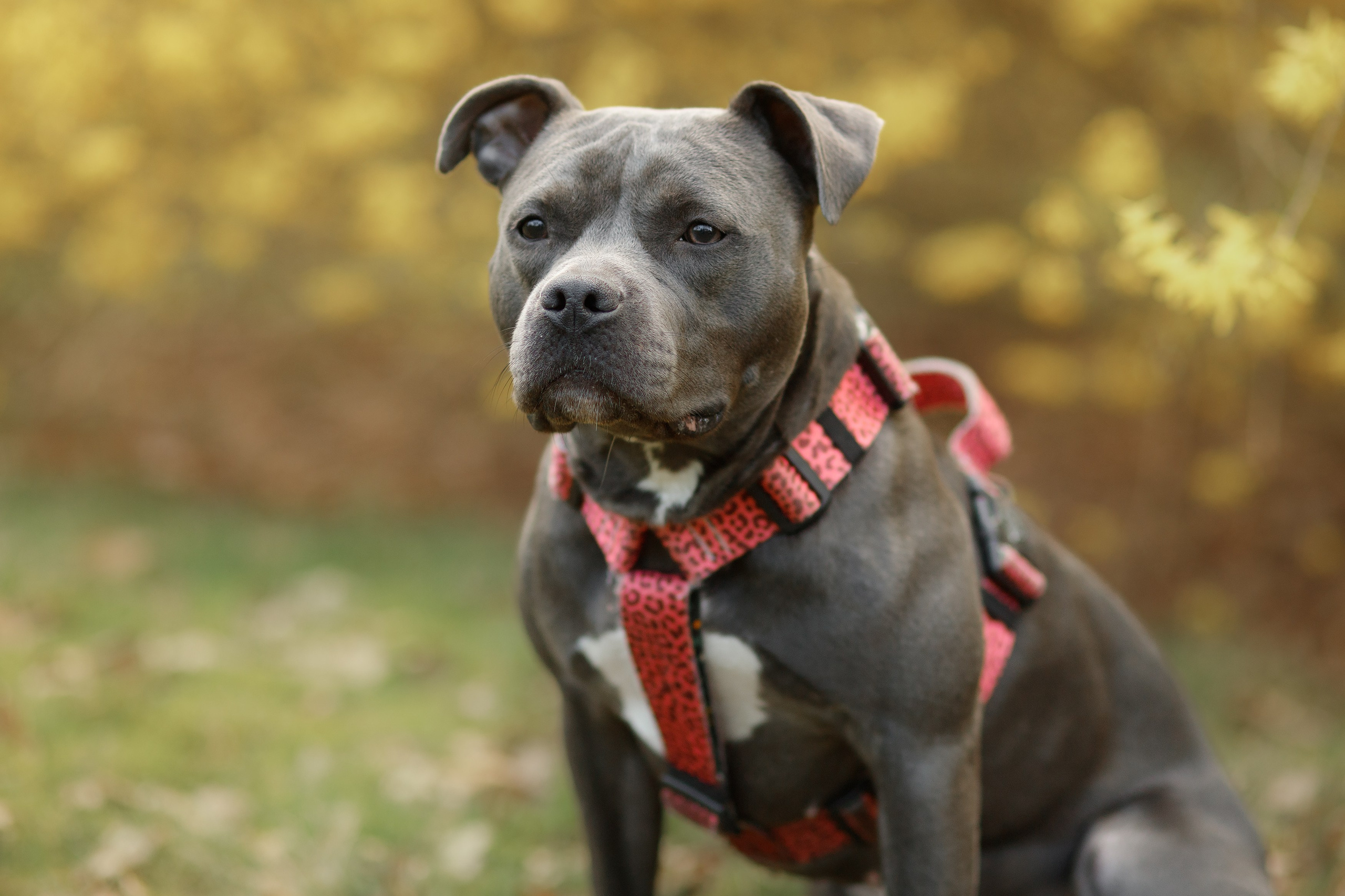 Bombka. Kaja | fotograf we Wrocławiu | ludzie i psy