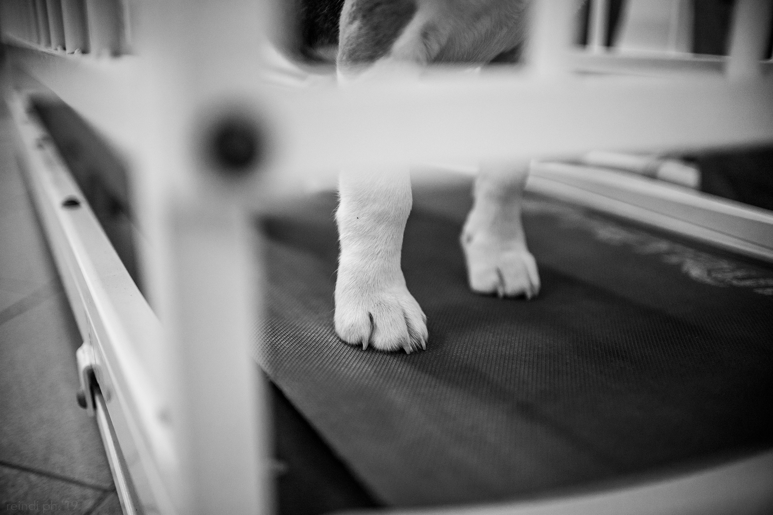 Dog handling hall. Kaja | fotograf we Wrocławiu | ludzie i psy