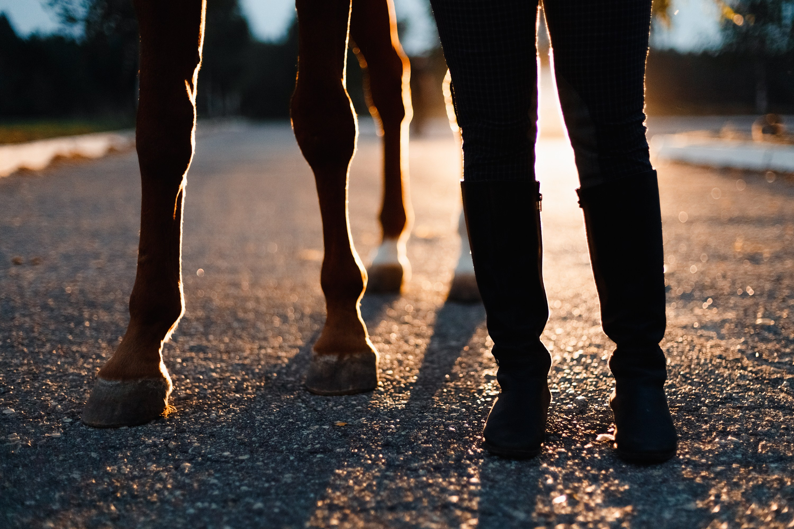 Victoria & her horses, autumn. Kaja | fotograf psów we Wrocławiu