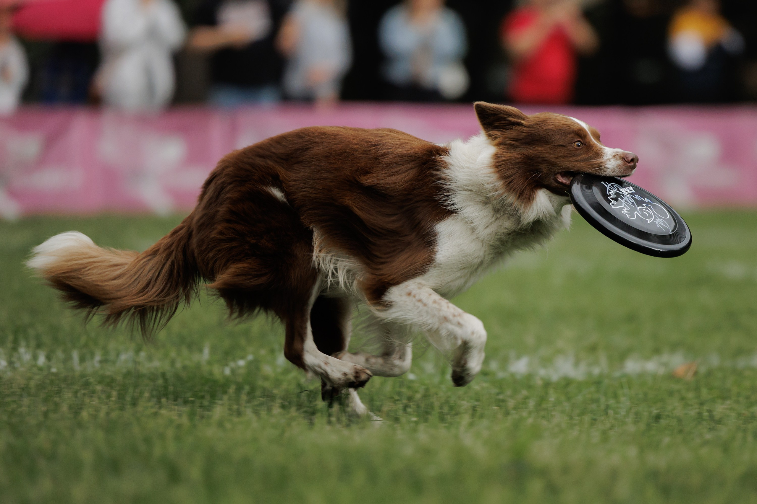 Latające psy, Wrocław'25. Kaja | fotograf psów we Wrocławiu