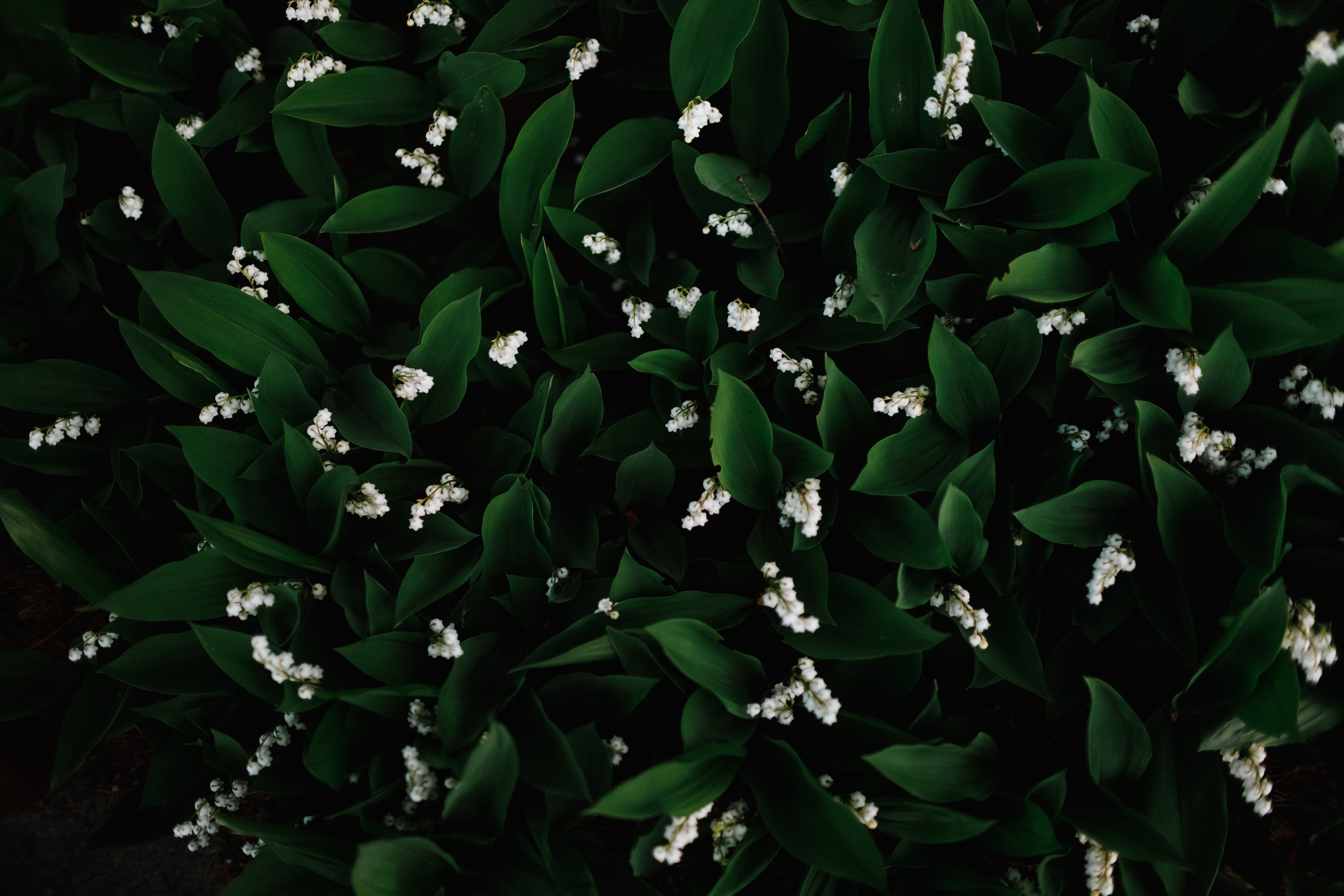 Grodno. Kaja | fotograf we Wrocławiu | ludzie i psy