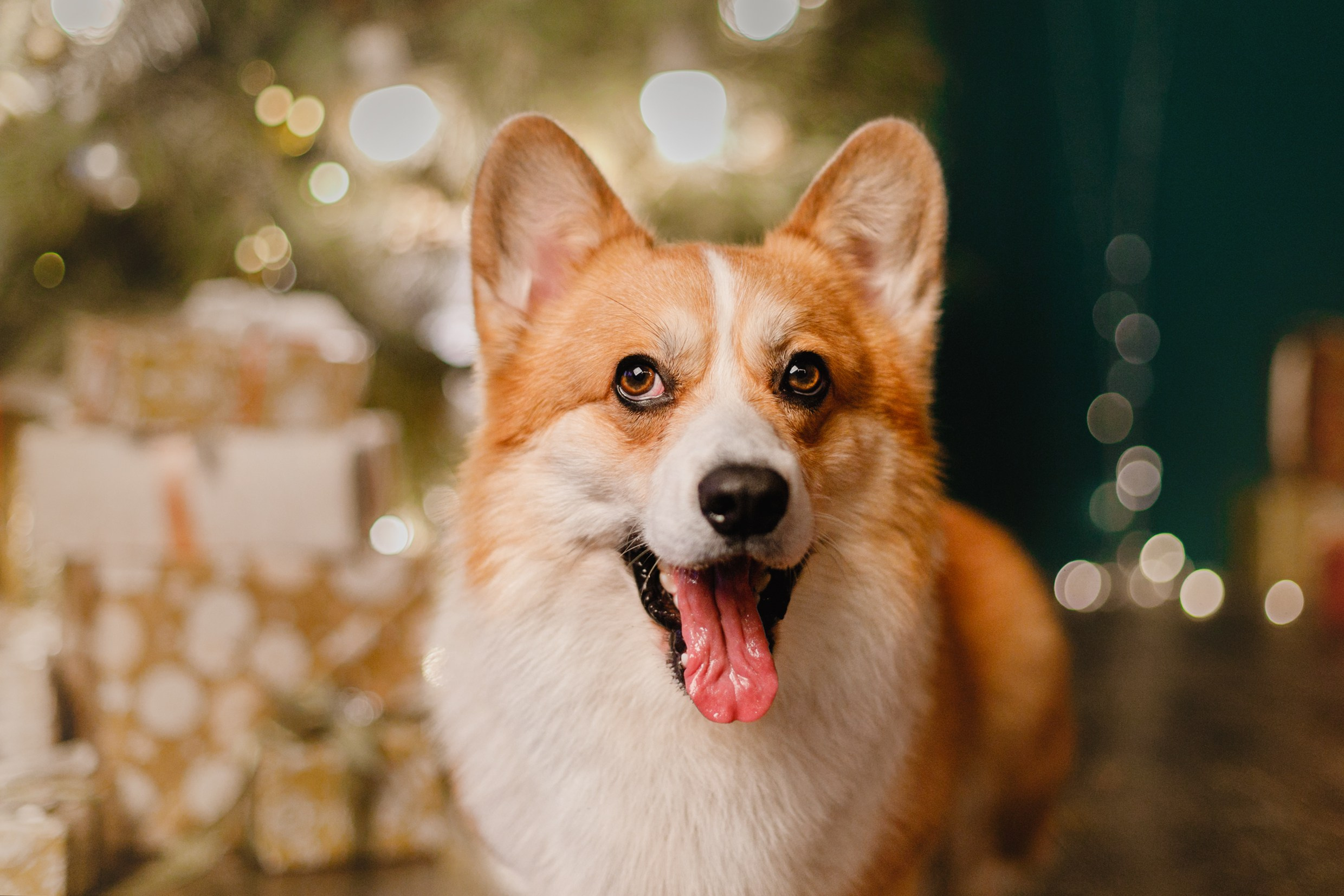 New Year corgis in studio. Kaja | fotograf we Wrocławiu | ludzie i psy