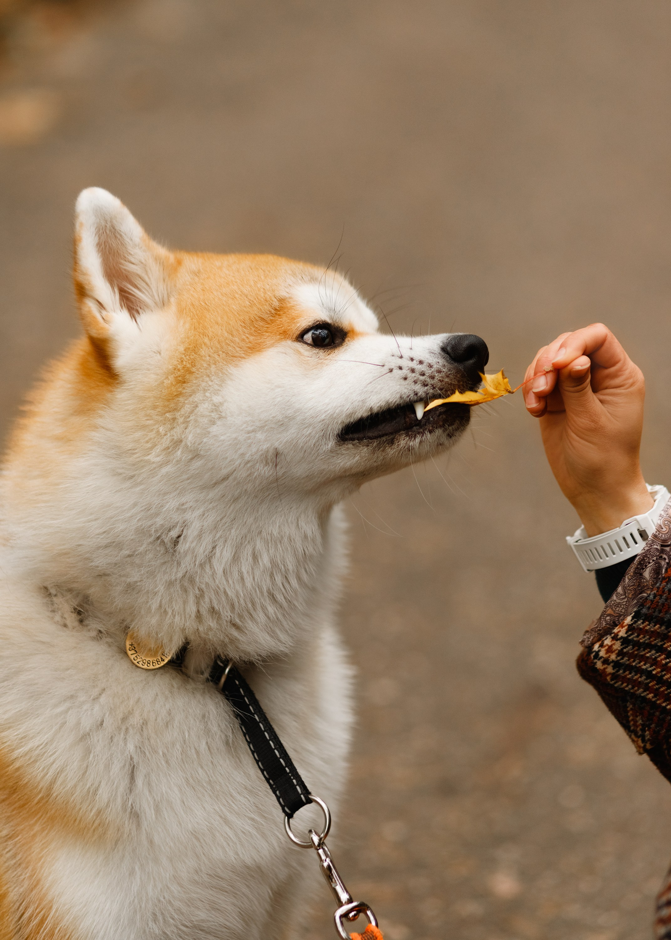 Maria & Kenji. Kaja | fotograf we Wrocławiu | ludzie i psy