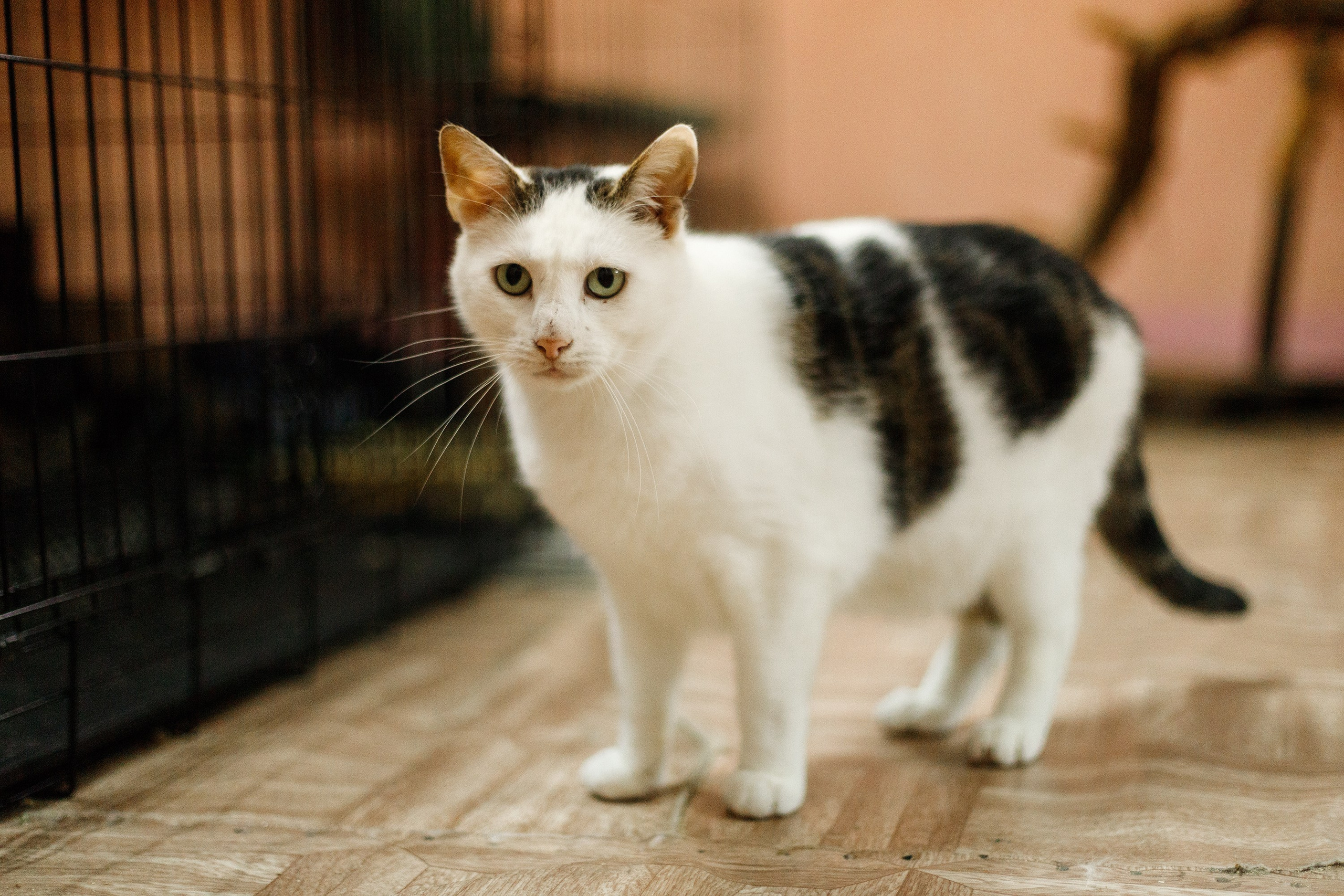 Shelter's cats for adoption. Kaja | fotograf we Wrocławiu | ludzie i psy