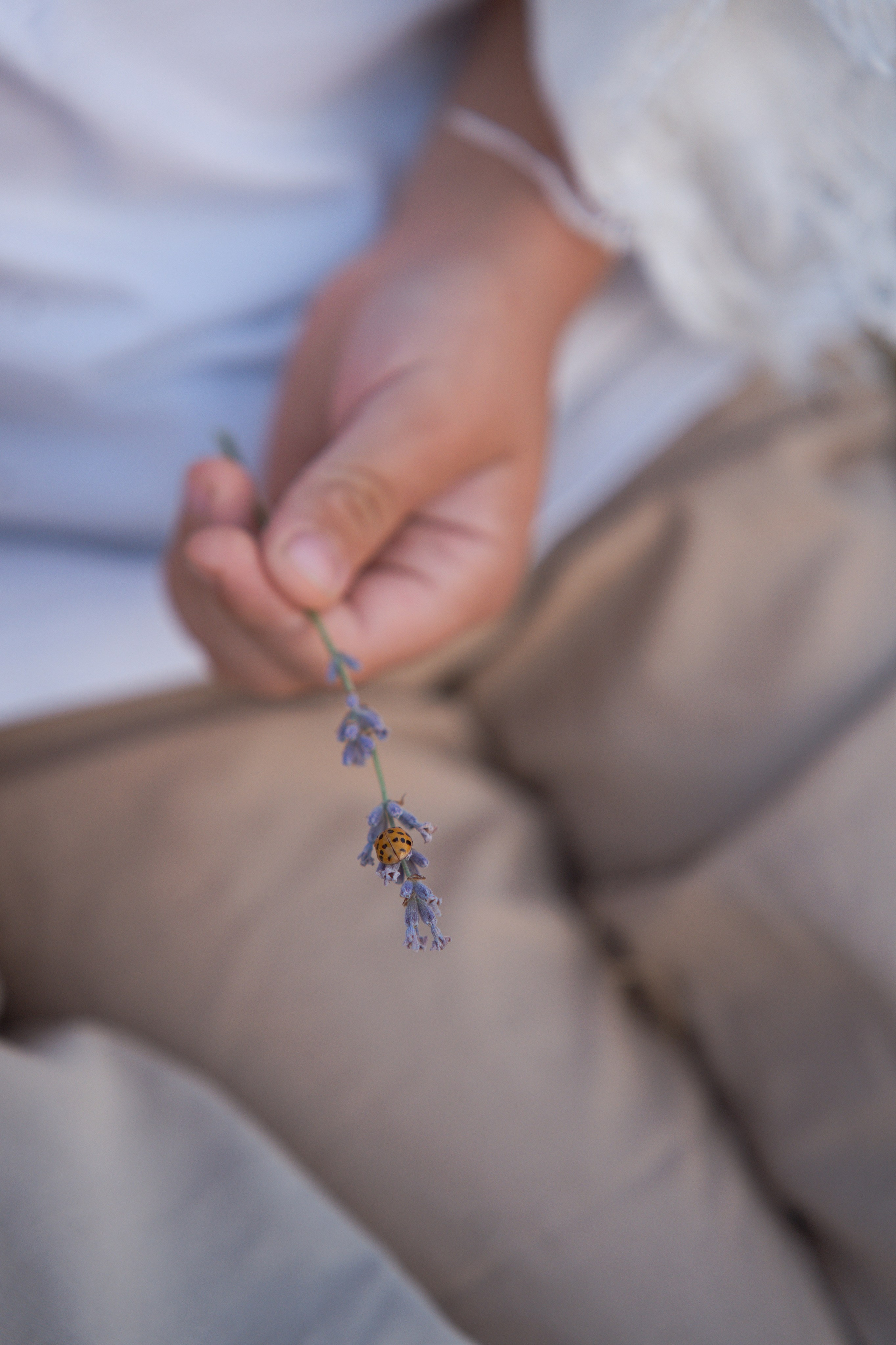 Фотосессия в лавандовом поле в Молдове — летнее портфолио