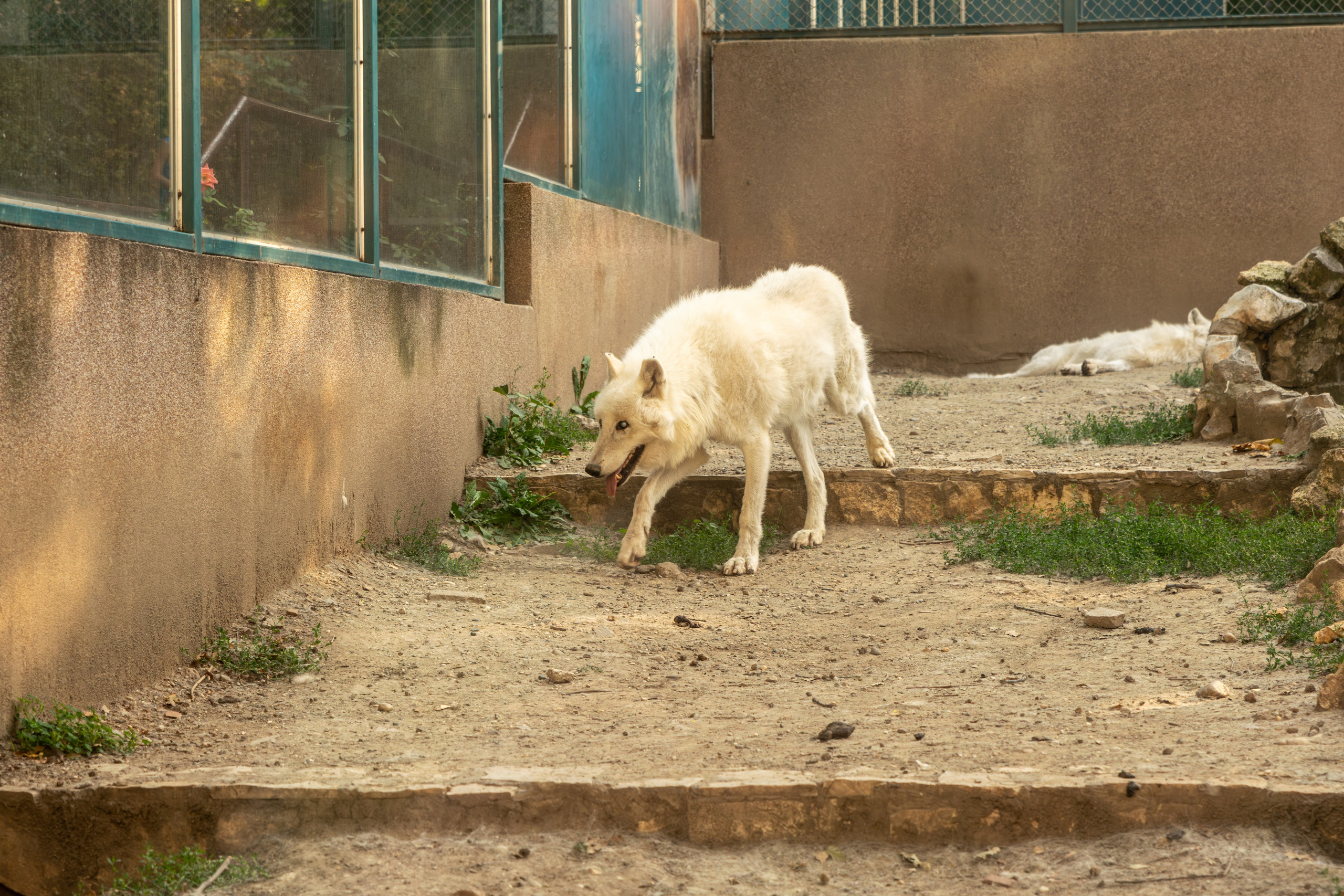 Belgrade ZOO. Victoria Fedoseenko. Photographer from Serbia
