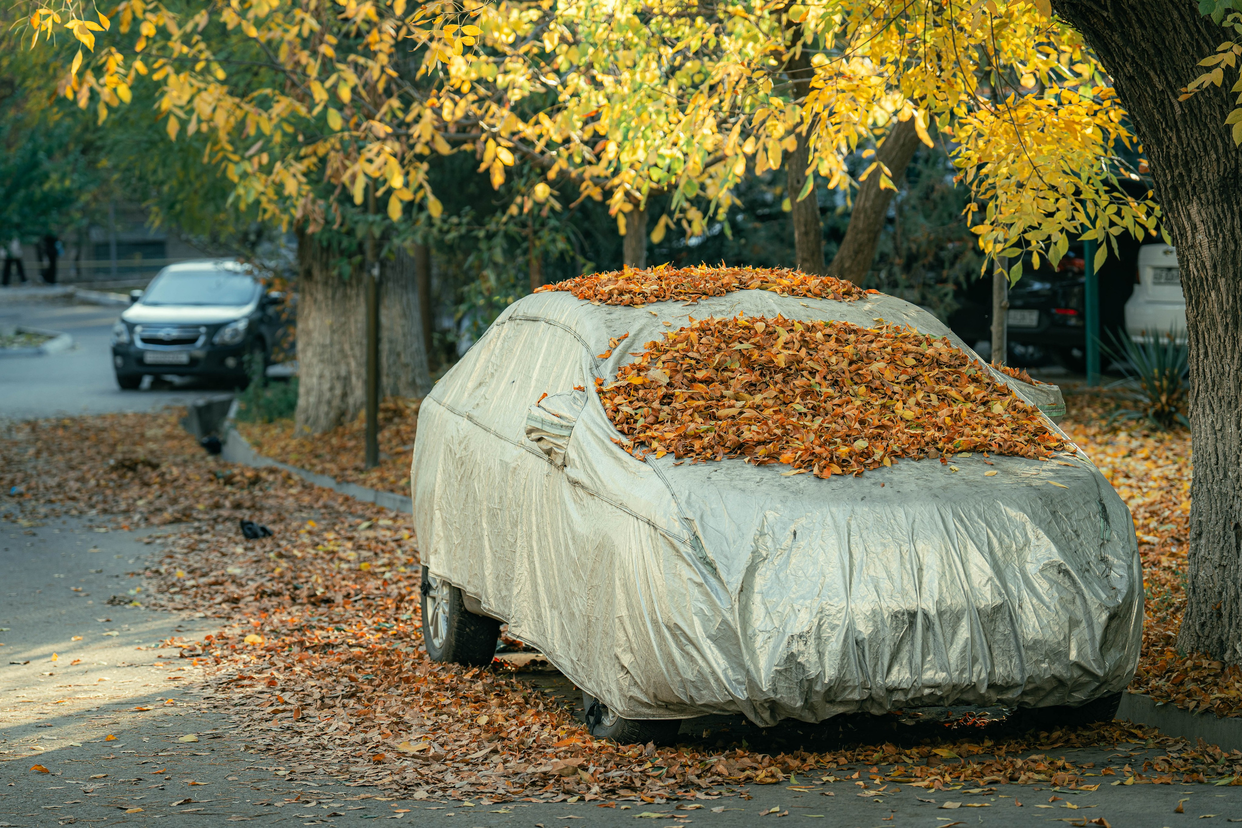 Ташкентская осень. Георгий Намазов | Фотограф в Ташкенте