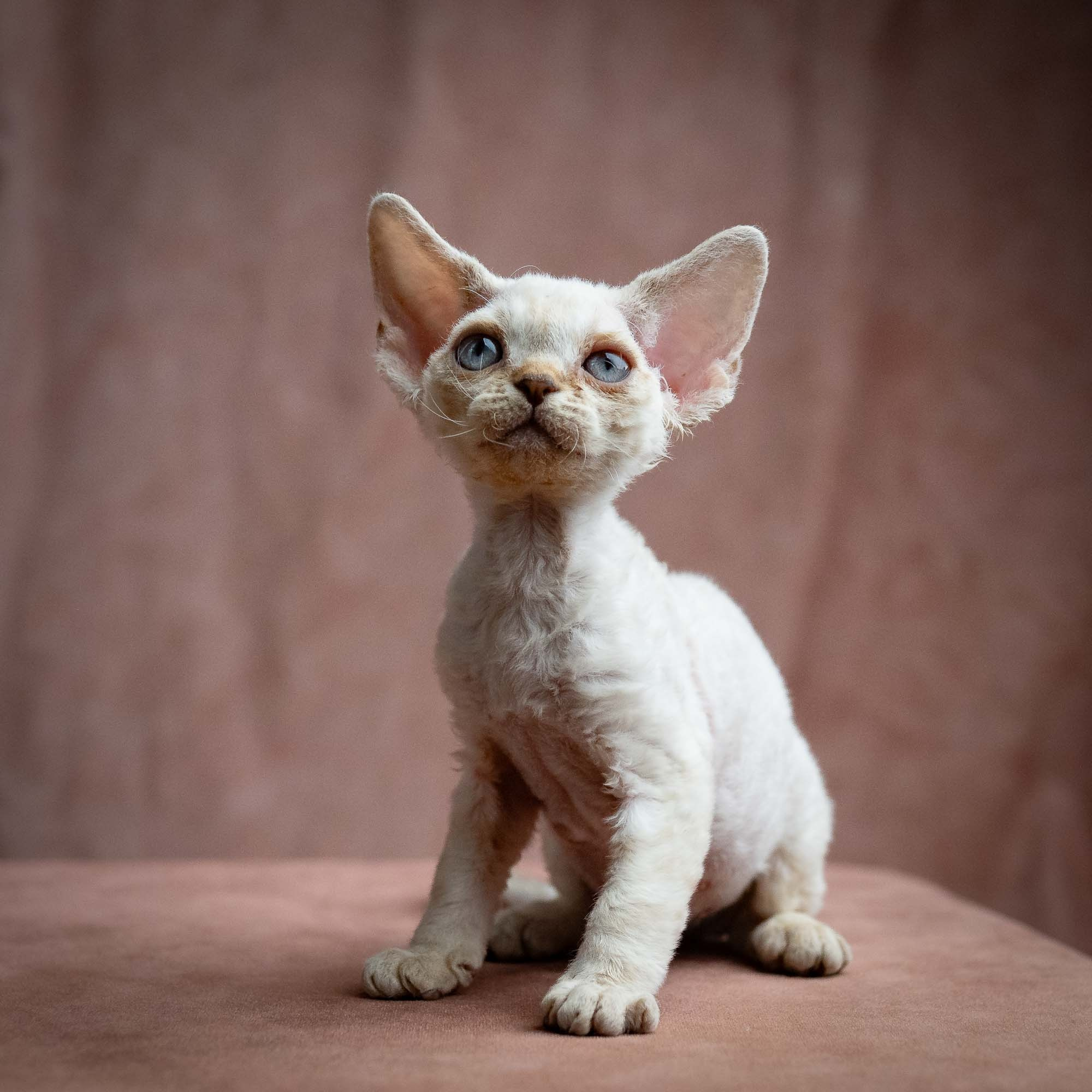 Selena, girl, born 05.08.26. Devon Rex Pixie Cattery