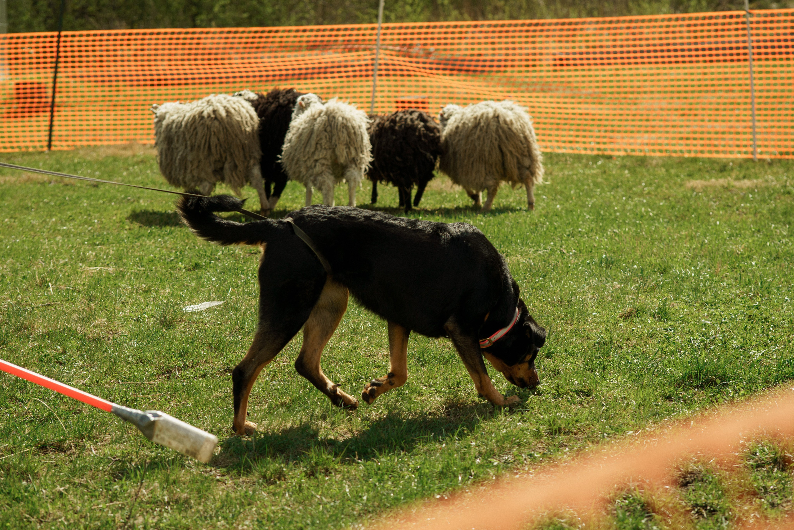 Herding Days, 26 apr. 2025. Kat Laisaar — Pet photographer in Tallinn