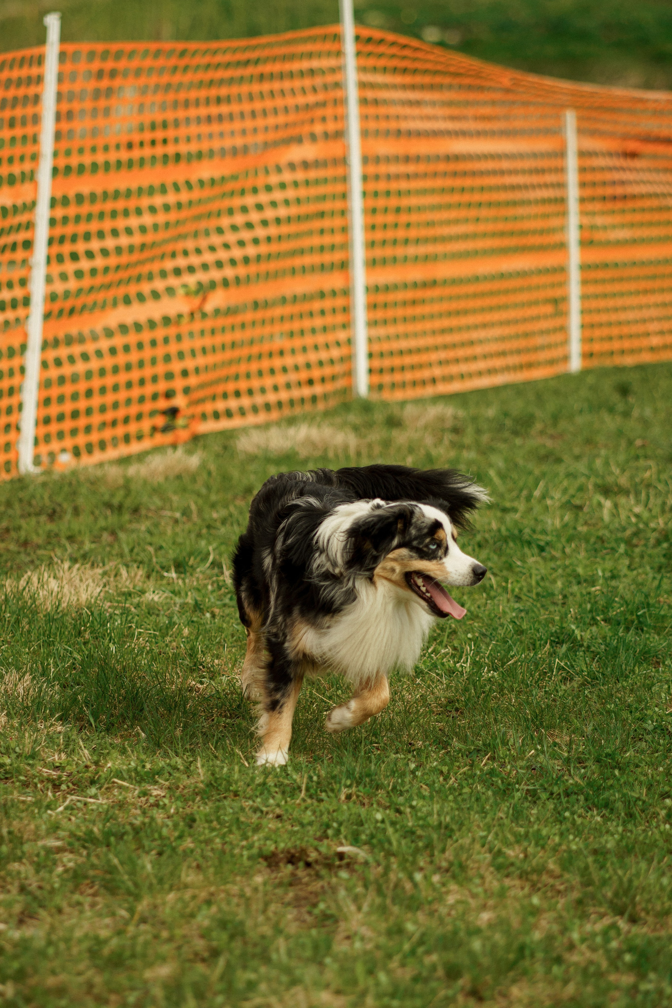 Herding Days, 26 apr. 2025. Kat Laisaar — Pet photographer in Tallinn