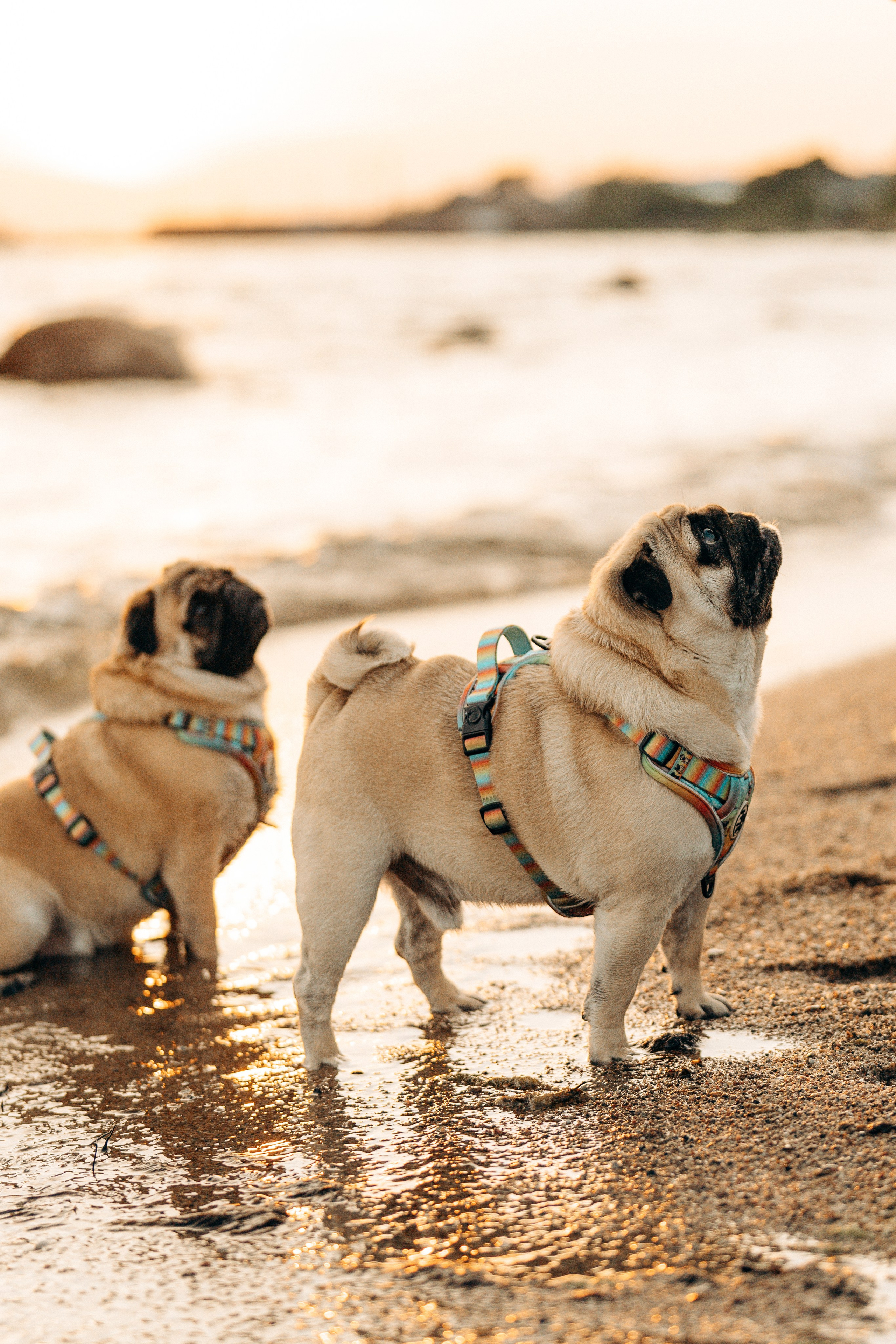 Frank, Tony, Katerina & Lev. Kat Laisaar — Pet photographer in Tallinn