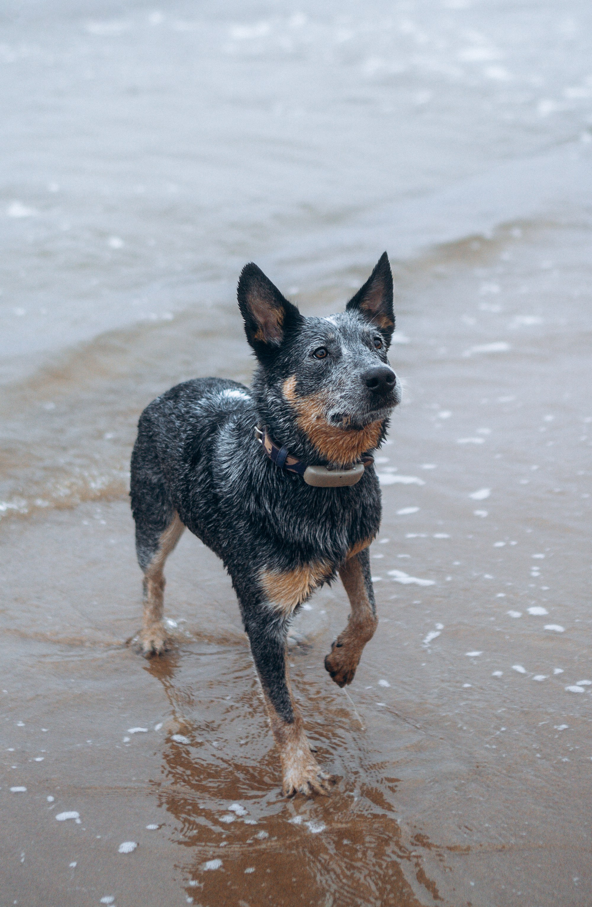 Polina and her Dakota, Australian Cattle Dog. Kat Laisaar — Pet photographer in Tallinn