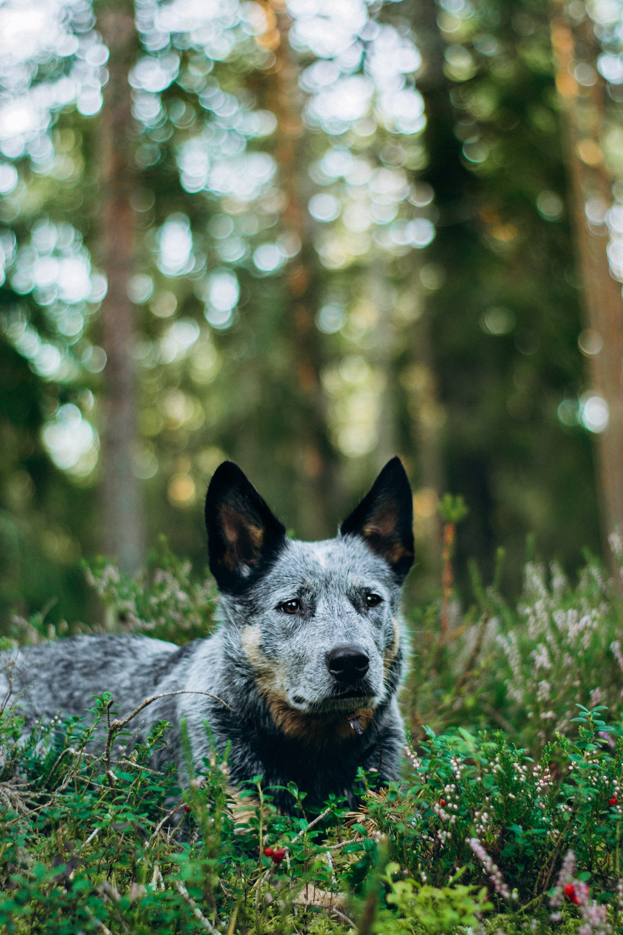Dakota, Australian Cattle Dog. Kat Laisaar — Pet photographer in Tallinn