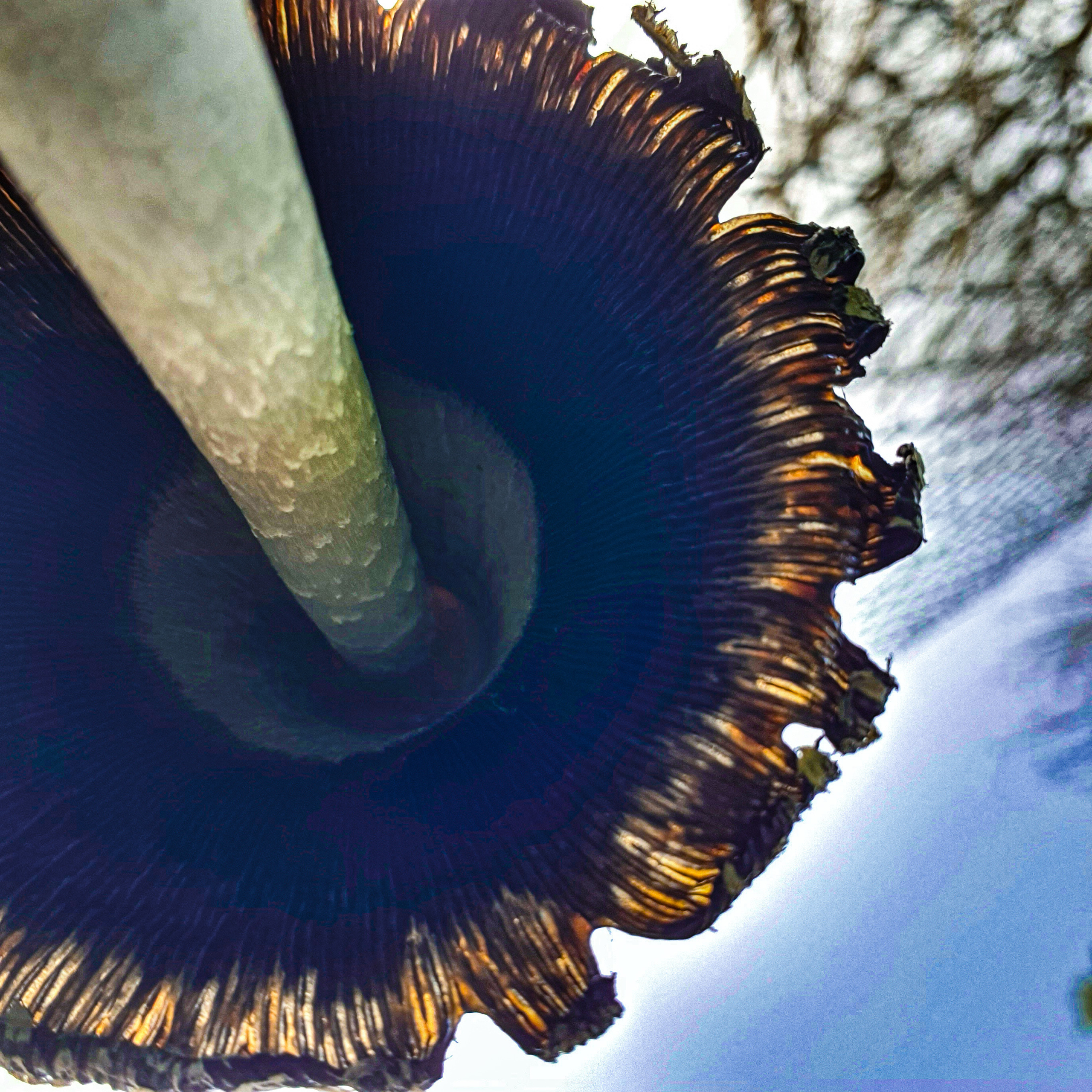 Abstractions and shadow. Consultation on printing in various magazines, illustrations for books