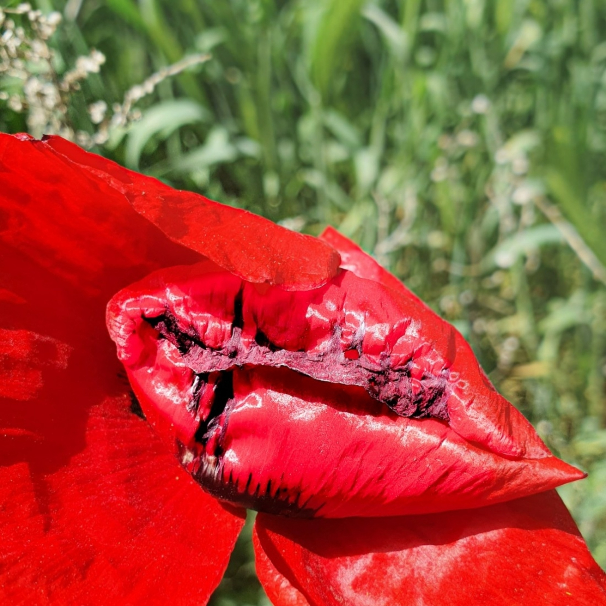 Abstractions and shadow. Consultation on printing in various magazines, illustrations for books