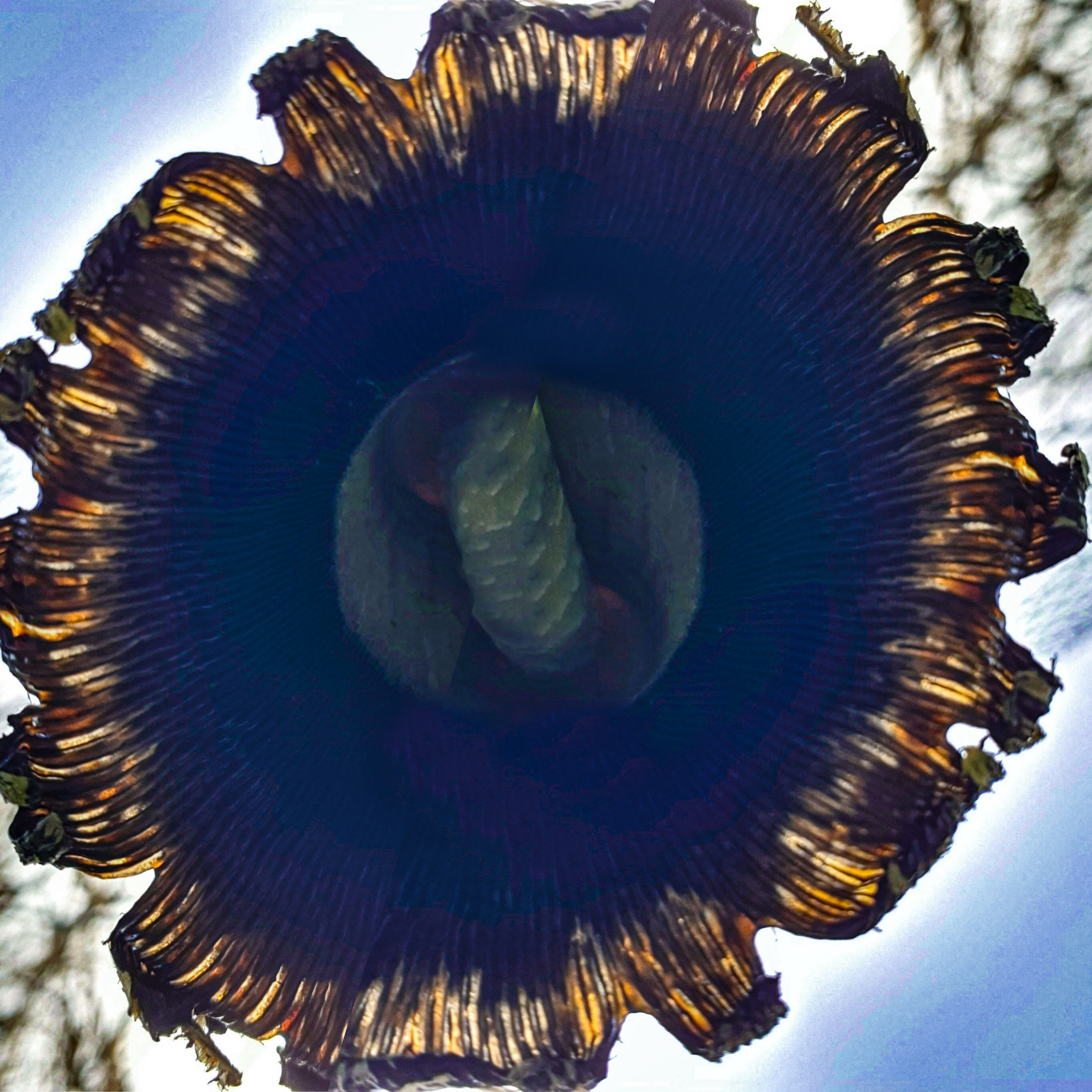 Abstractions and shadow. Consultation on printing in various magazines, illustrations for books