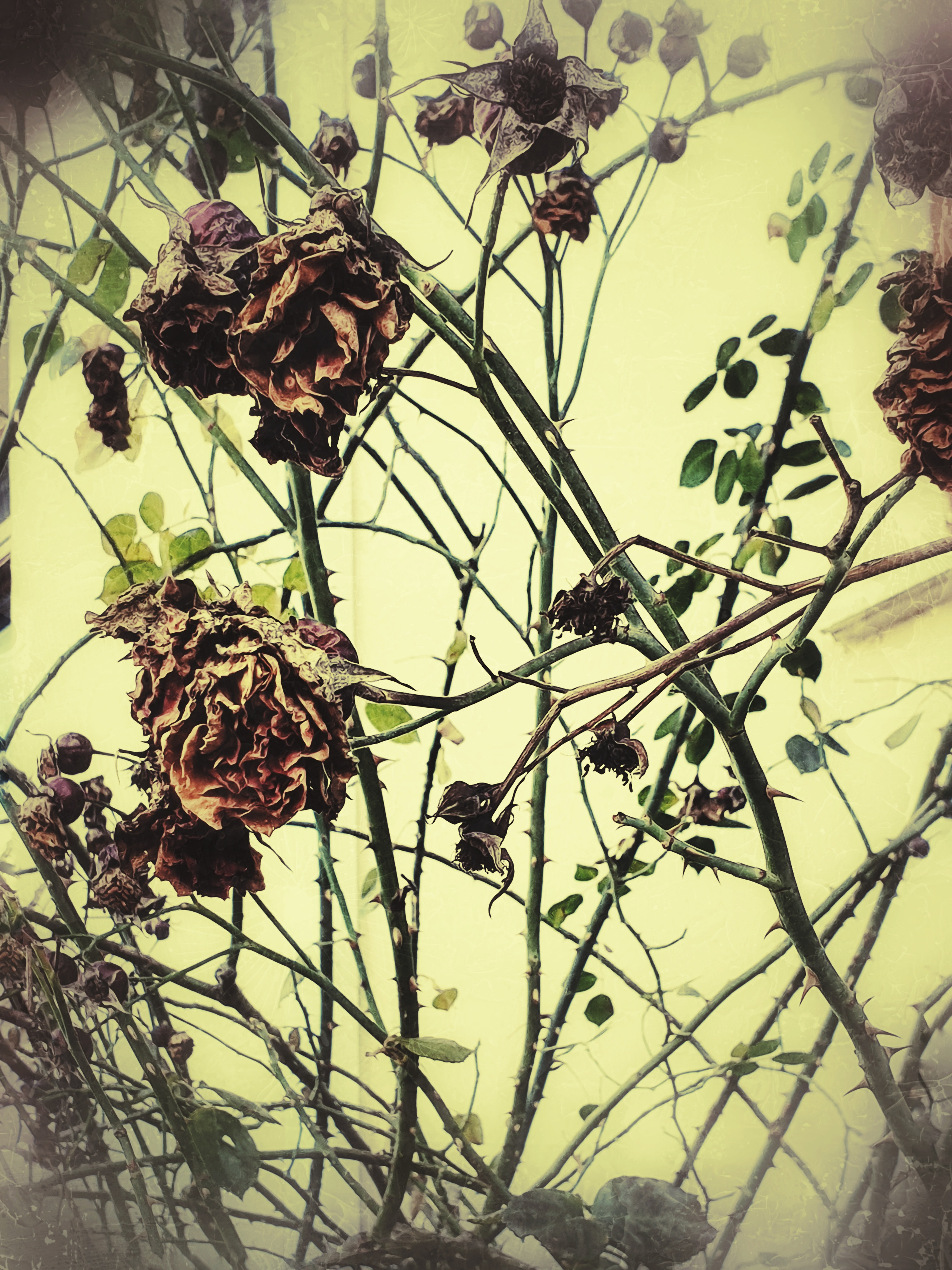 Abstractions and shadow. Consultation on printing in various magazines, illustrations for books