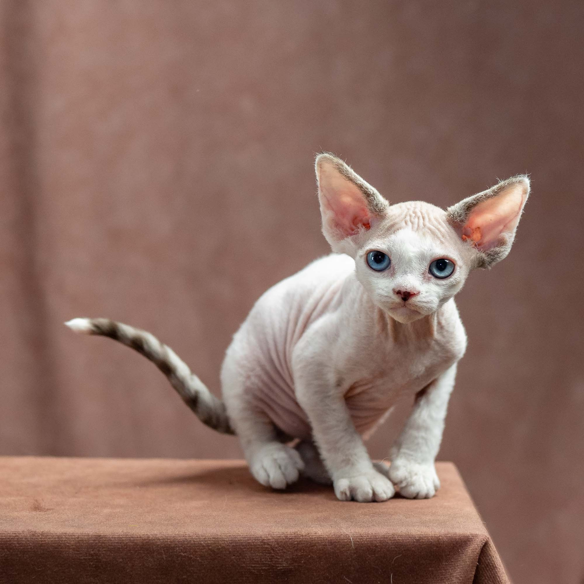 Frosttip, boy, born on 01.01.25. Devon Rex Pixie Cattery